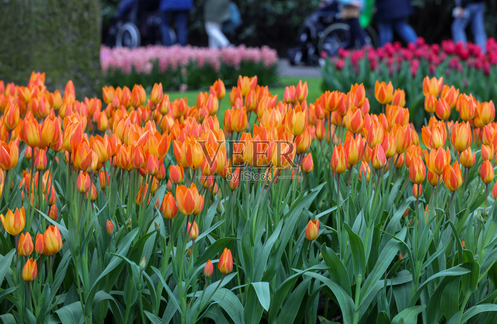 花园里盛开的橙色郁金香照片摄影图片