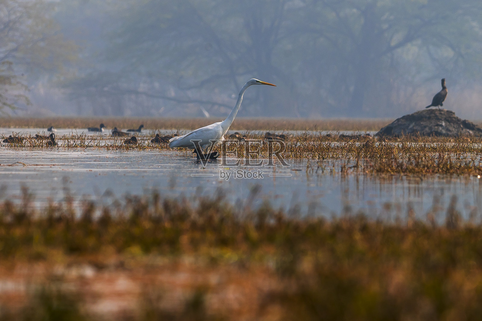 白鹭，水鸟，湿地，苏丹普尔鸟类保护区，哈里亚纳邦，印度，野生动物，观鸟，自然，倒影，保护，栖息地，迁徙鸟类，湖泊，树木，荒野，摄影，鸟类，一对白鹭，亚洲湿地，环境照片摄影图片