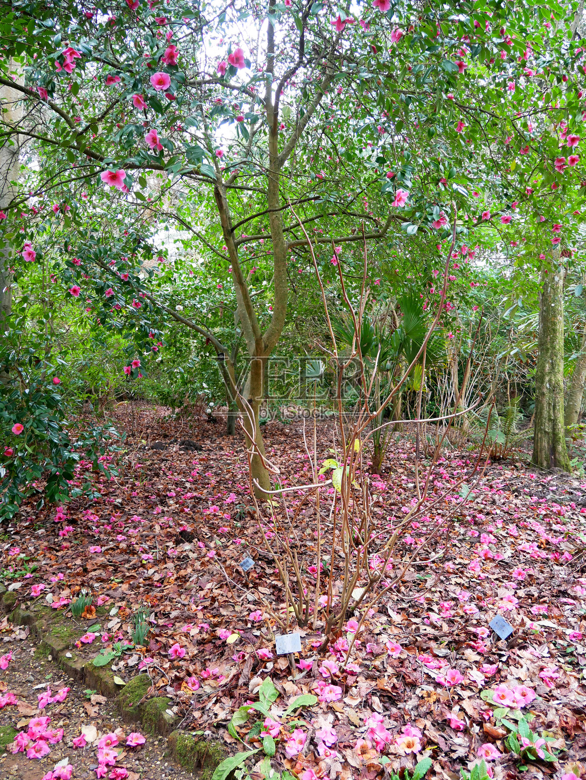 春季山茶花树，落叶和粉红花瓣照片摄影图片