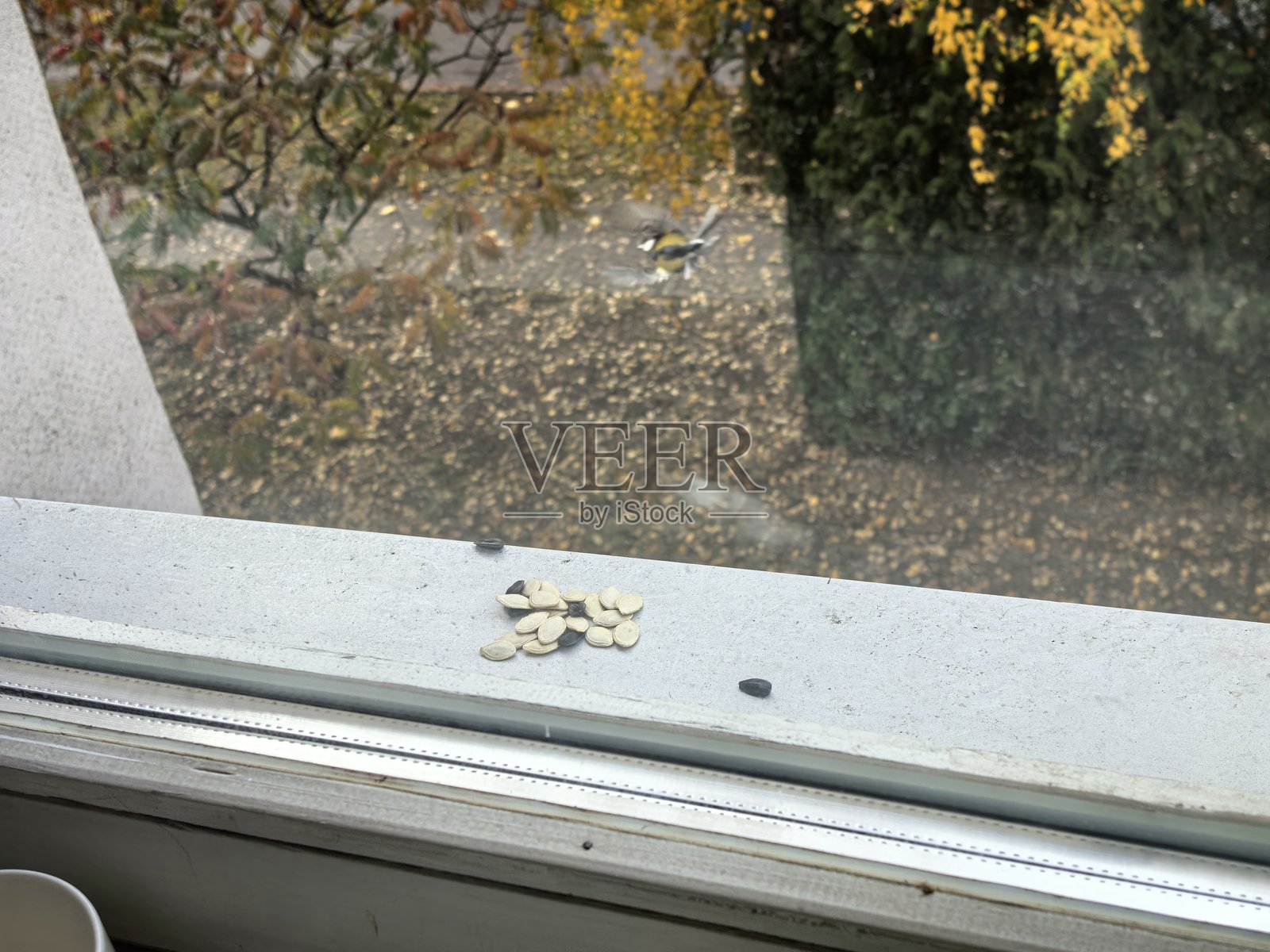 窗外的山雀，一只鸟，喂鸟器，秋天的鸟，冬天的鸟，飞翔的山雀，翅膀扇动，飞行，大自然之美，秋天，秋日情怀，窗外的景象照片摄影图片