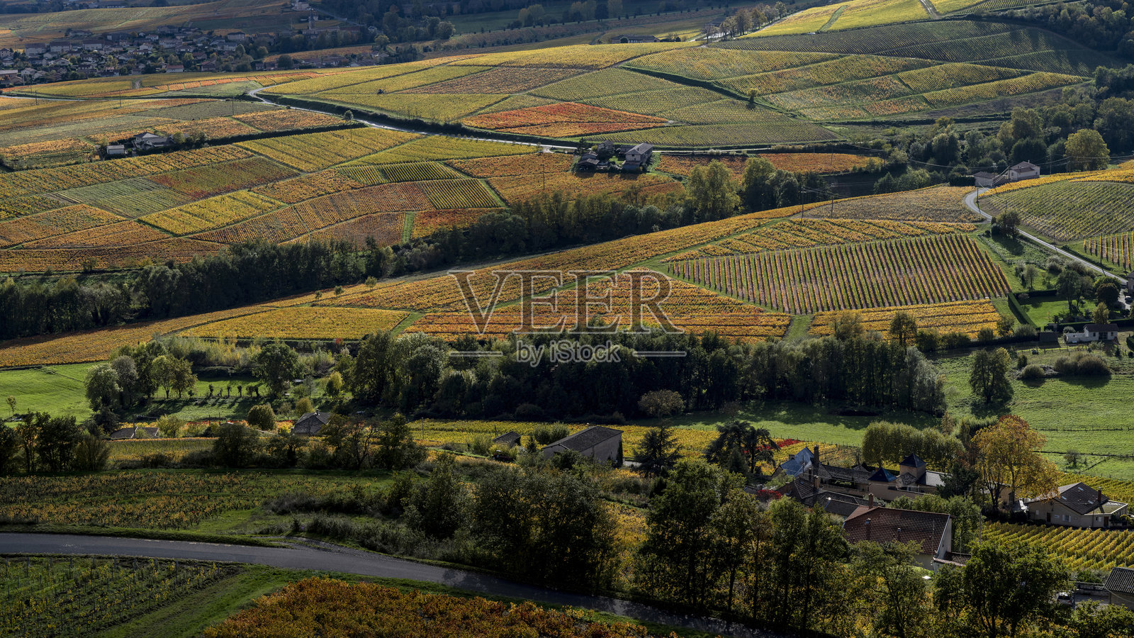 法国博若莱地区秋季的葡萄园风光照片摄影图片