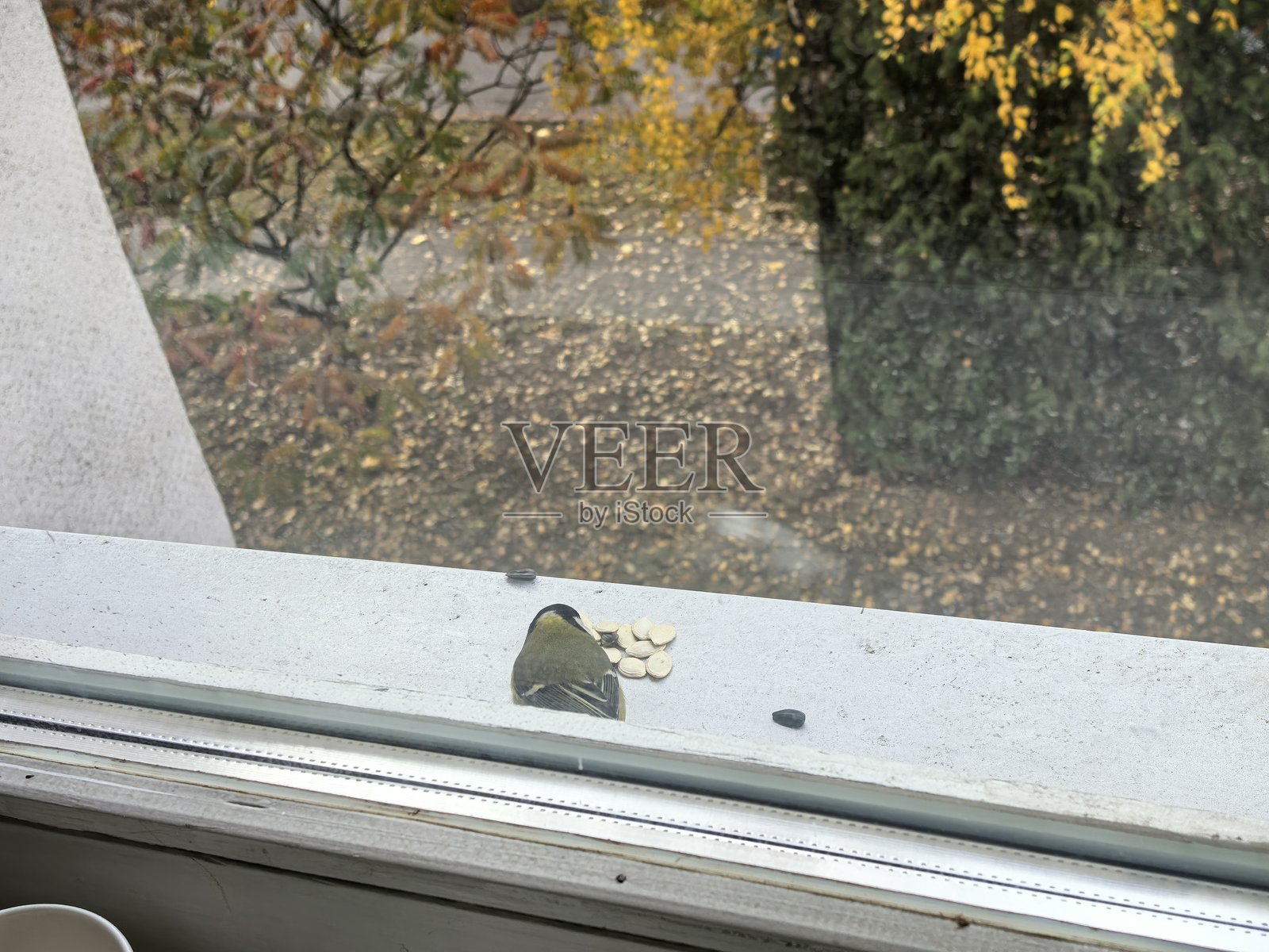 窗外的山雀，一只鸟，喂鸟器，秋天的鸟，冬天的鸟，飞翔的山雀，翅膀拍打，飞行，大自然之美，秋天，秋日情怀，窗外的景色照片摄影图片