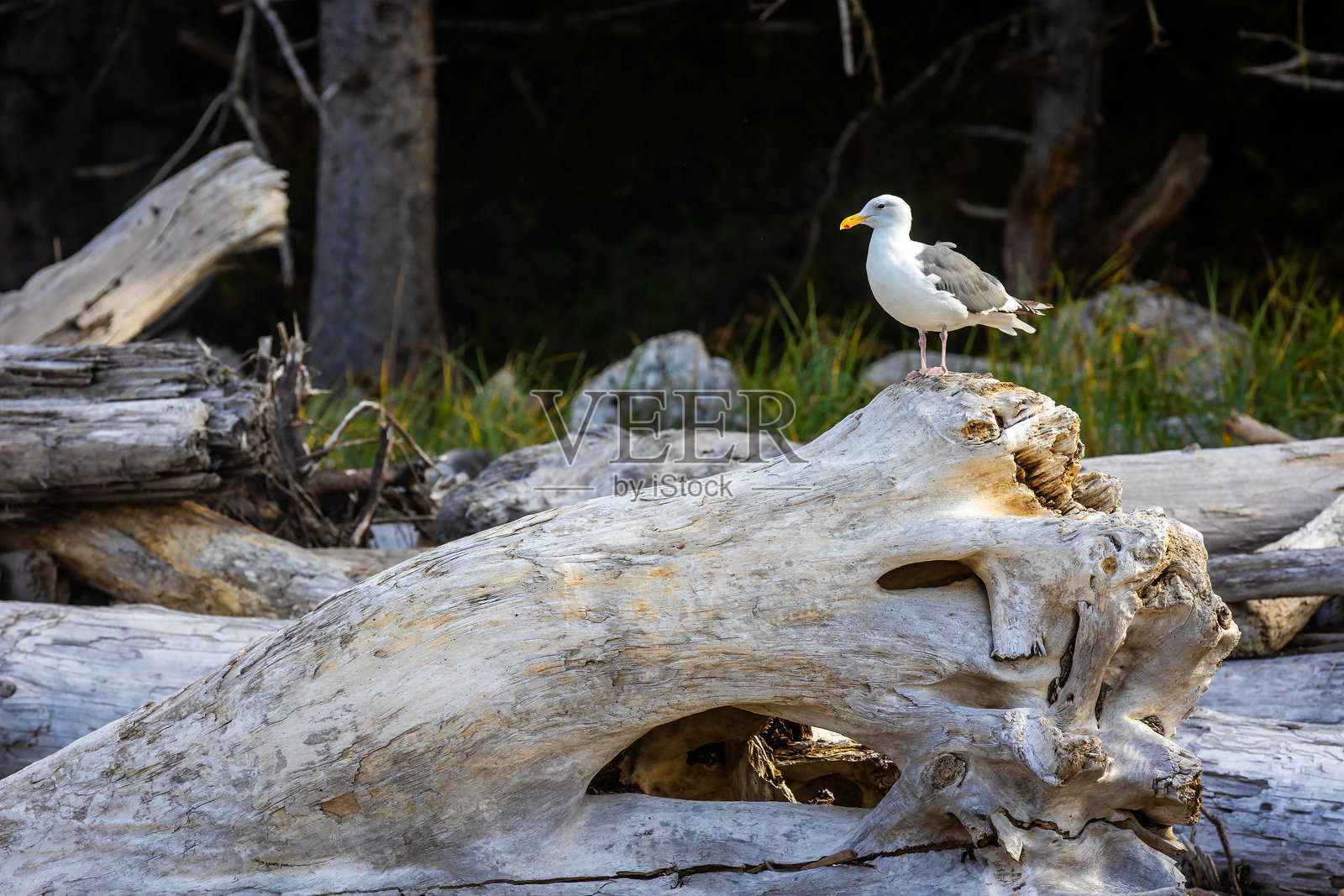 海岸线上，海鸥与浮木的特写照片摄影图片