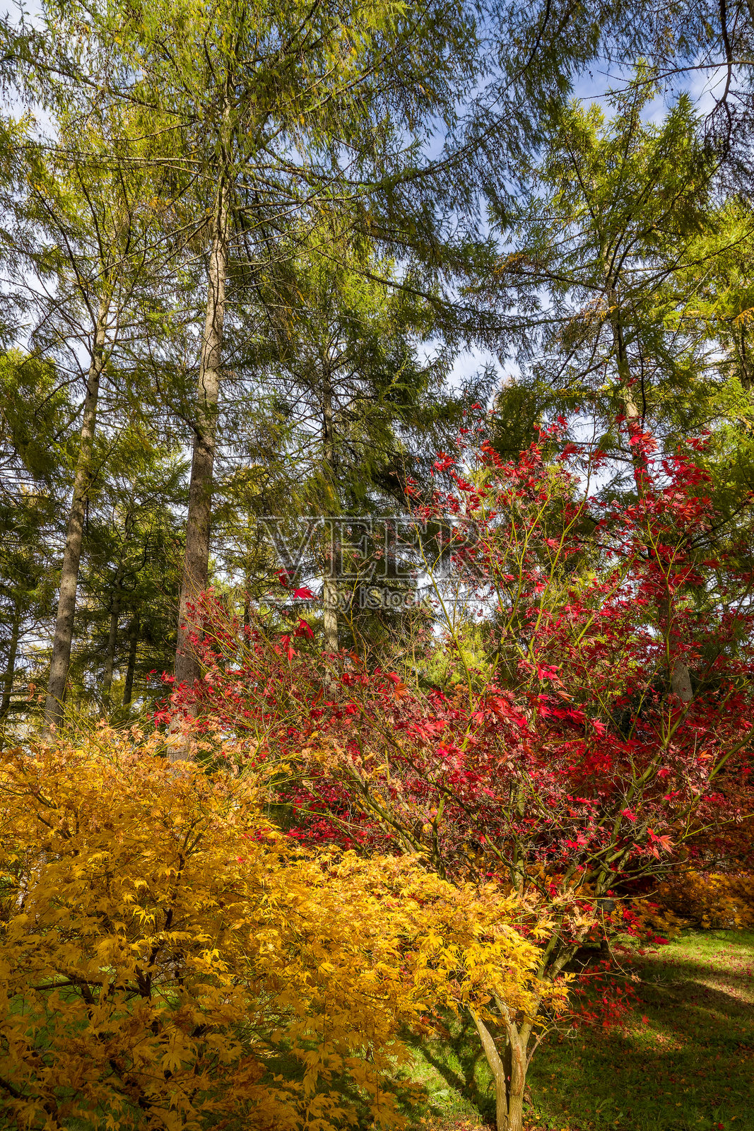 秋天的红枫和黄枫照片摄影图片