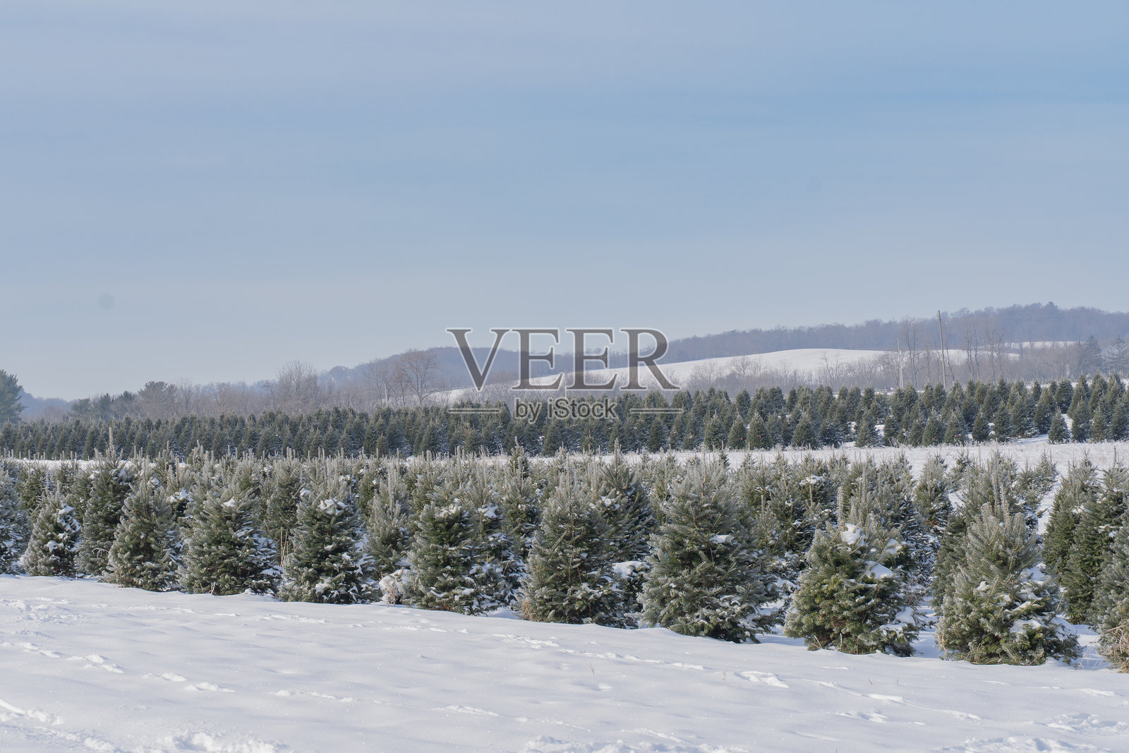 覆盖着雪的圣诞树照片摄影图片