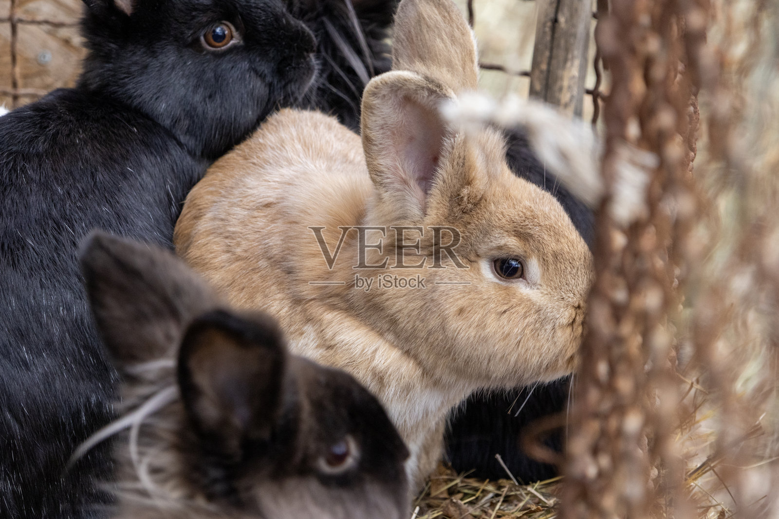 小兔子照片摄影图片