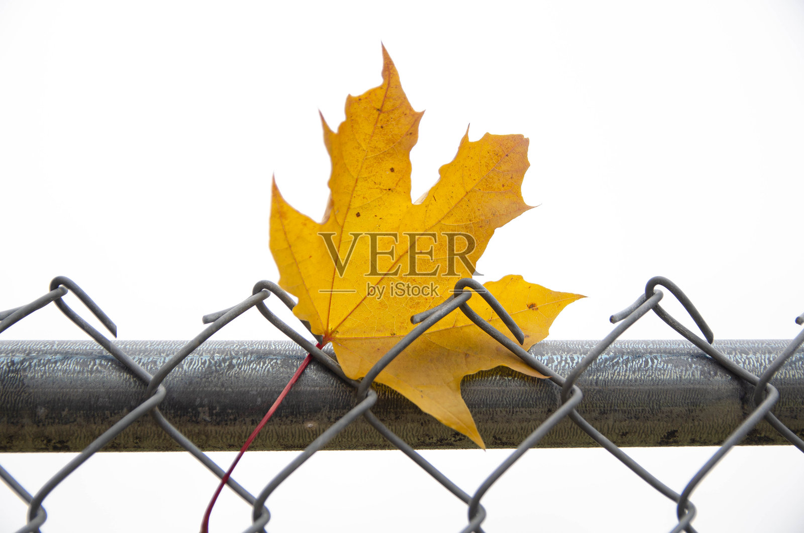 秋日金属围栏上的金色枫叶照片摄影图片