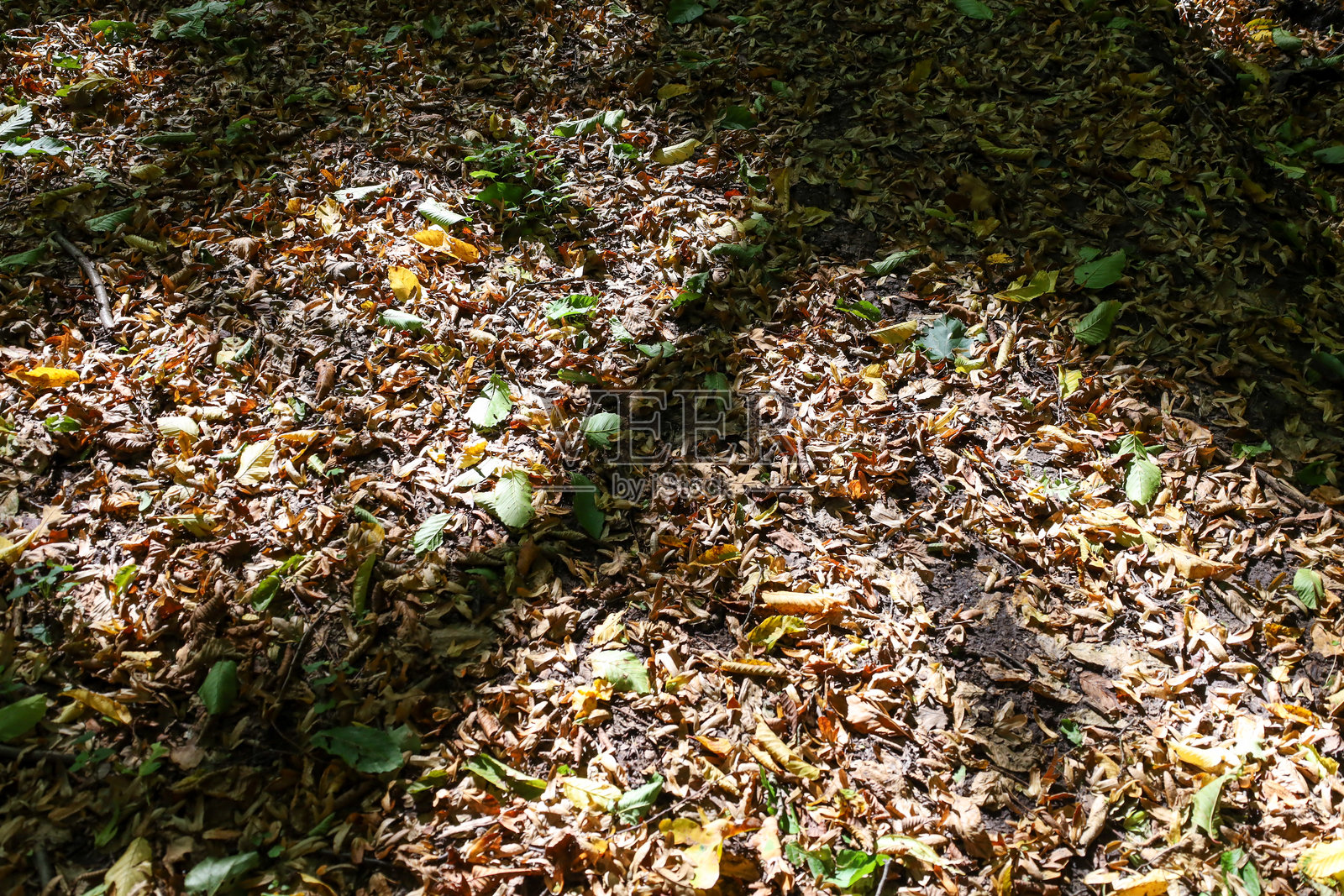 从上方俯瞰的森林地面，铺满了黄色、棕色和绿色调的干枯落叶，形成丰富的纹理。阳光和阴影斑驳地洒在落叶地毯上，捕捉到秋季或夏末的氛围。照片摄影图片