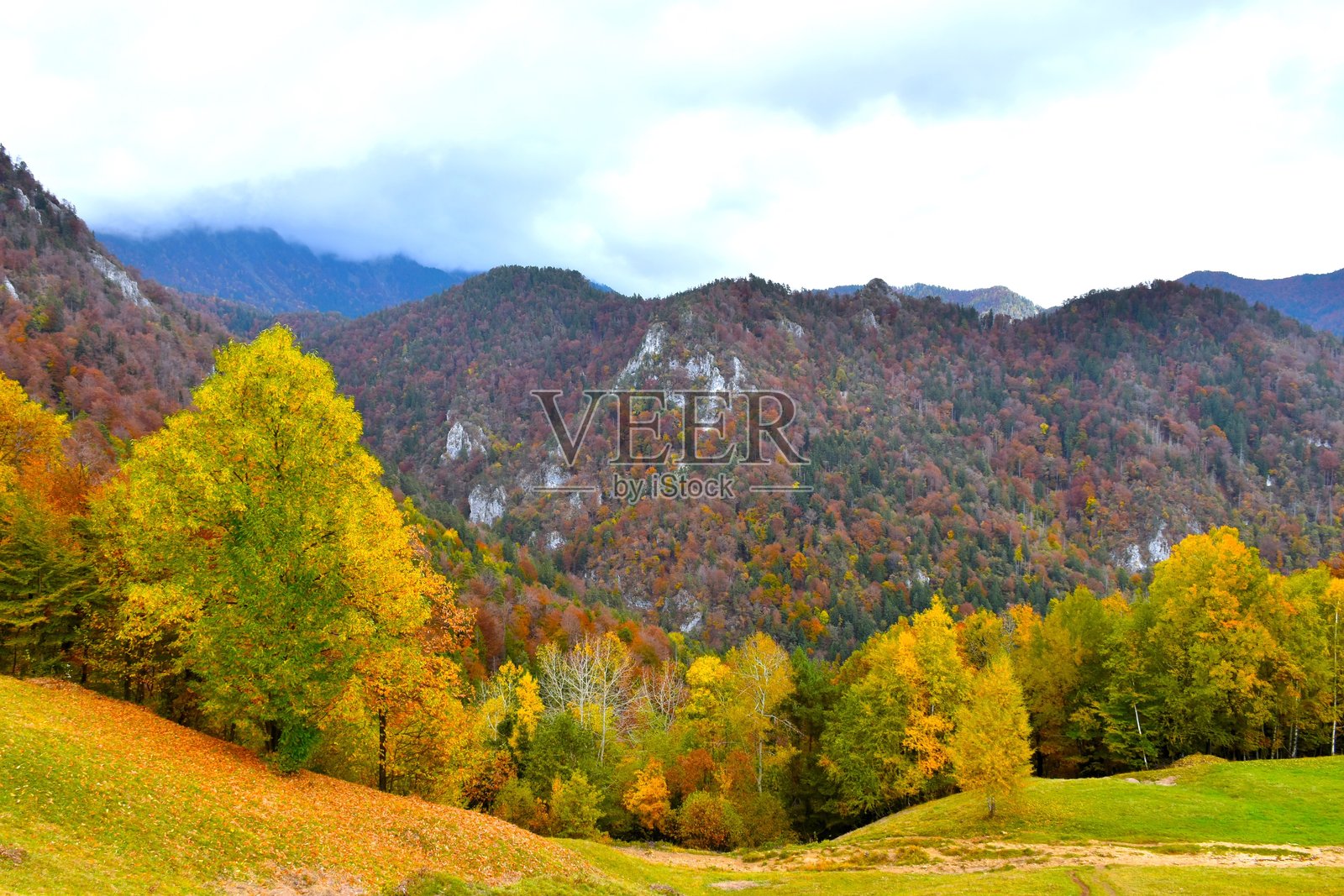 斯洛文尼亚戈伦斯卡卡拉万克斯山脉圣彼得的黄色秋季树木照片摄影图片