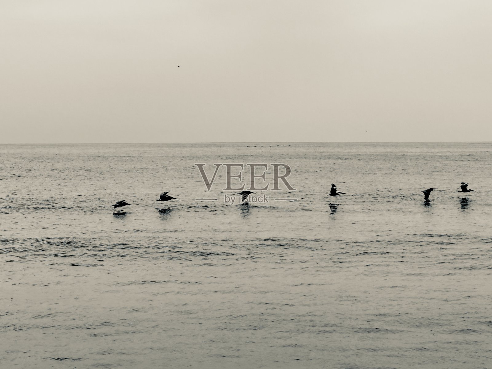 黎明时分，银色鹈鹕掠过海面低飞照片摄影图片