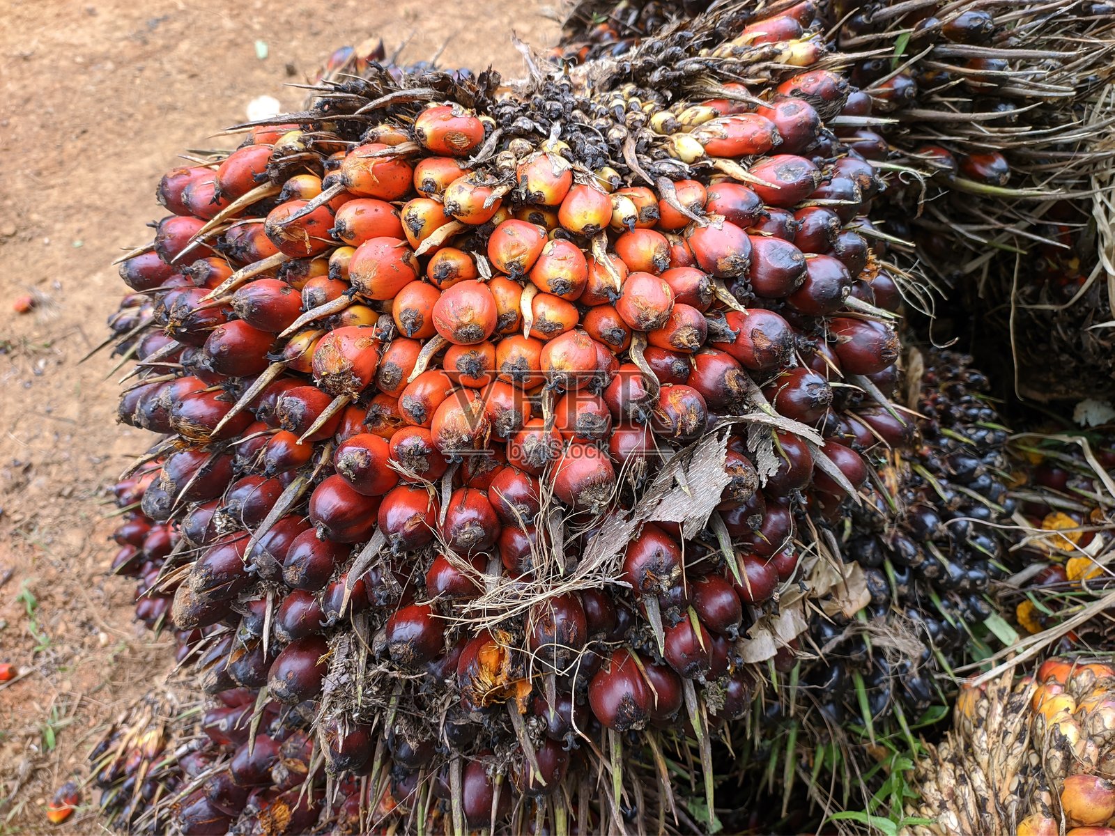 油棕果收割后照片摄影图片
