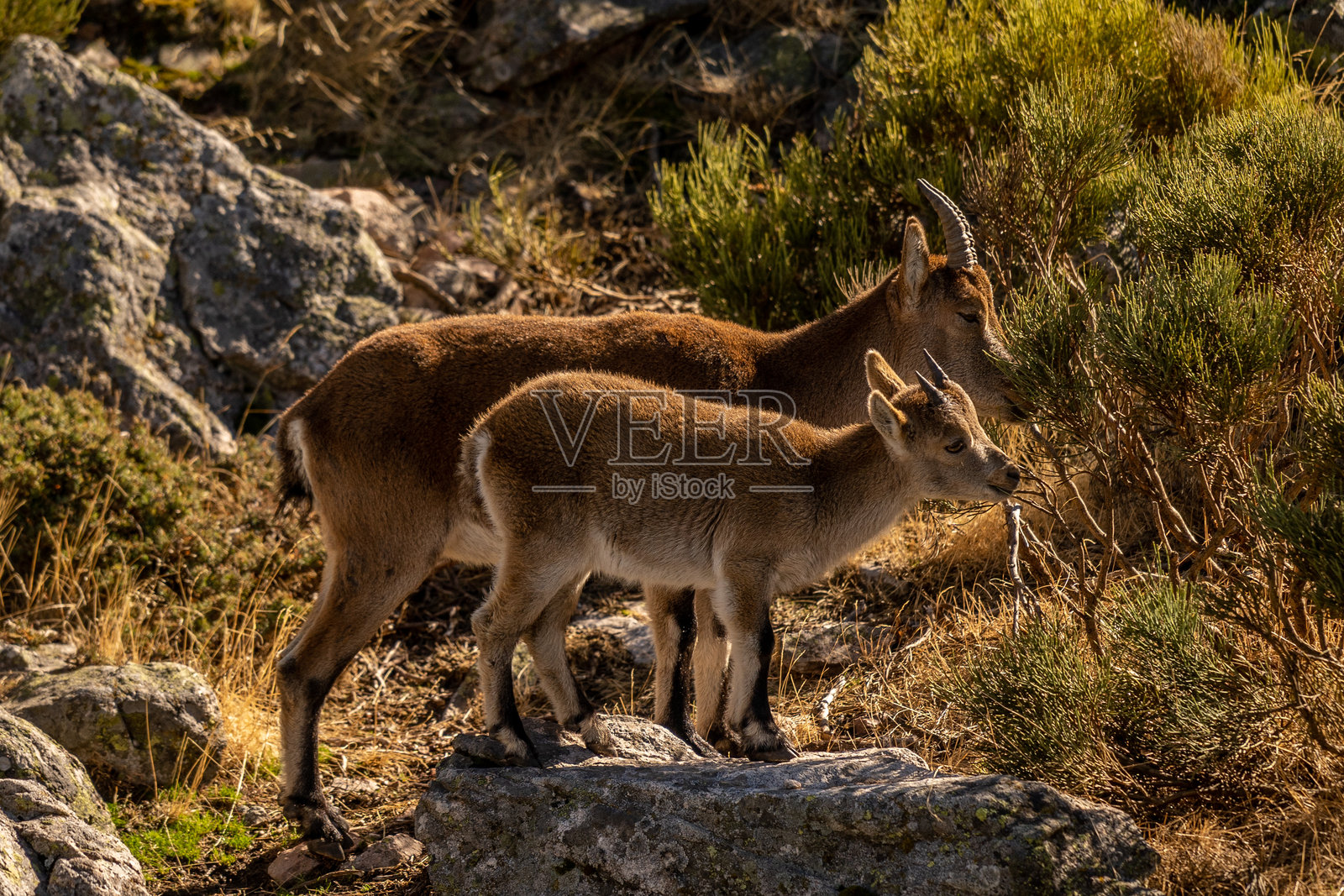 妈妈和女儿山羊在吃草照片摄影图片