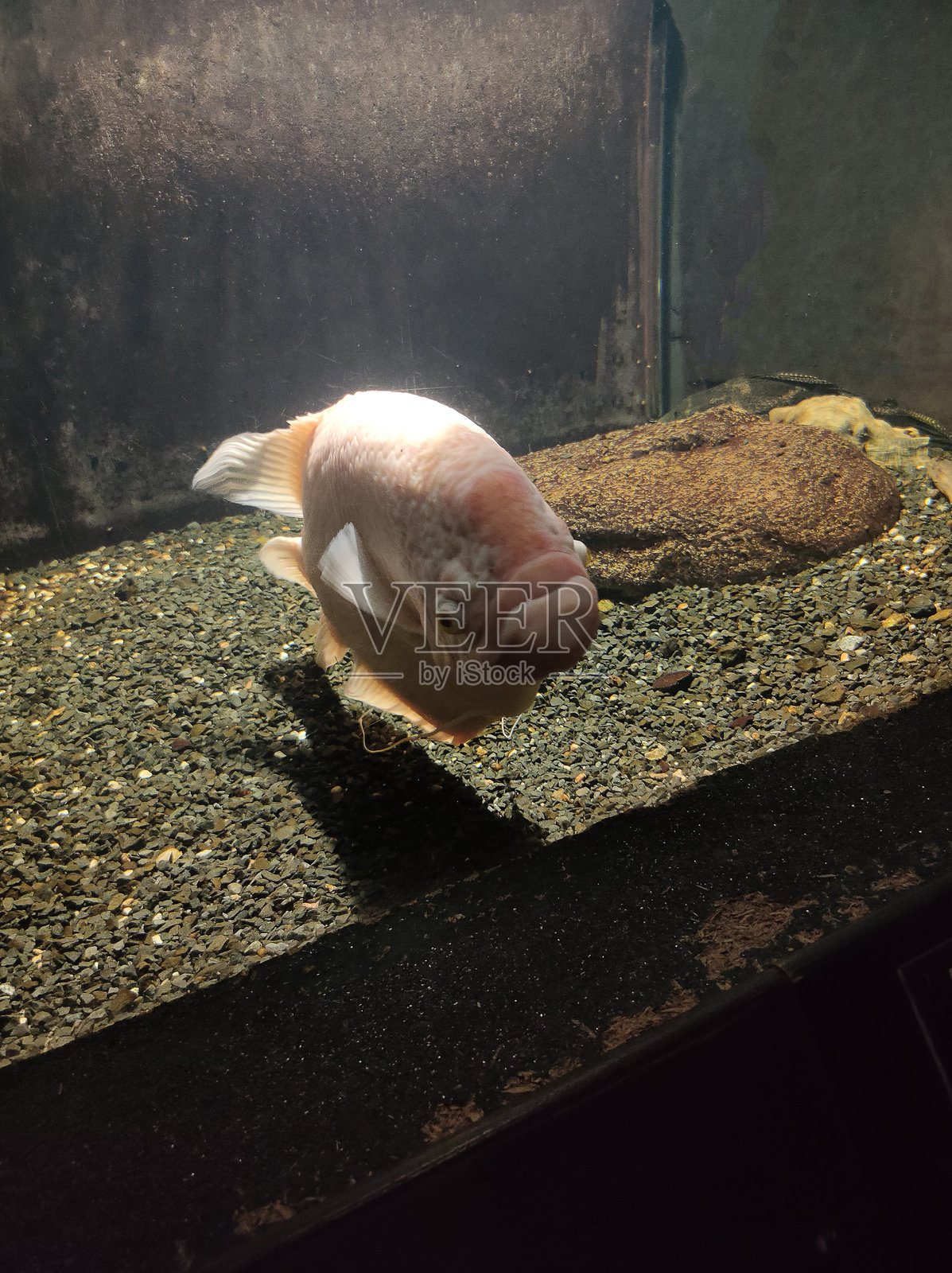 金色鲤鱼在绿意盎然的热带淡水水族箱中照片摄影图片