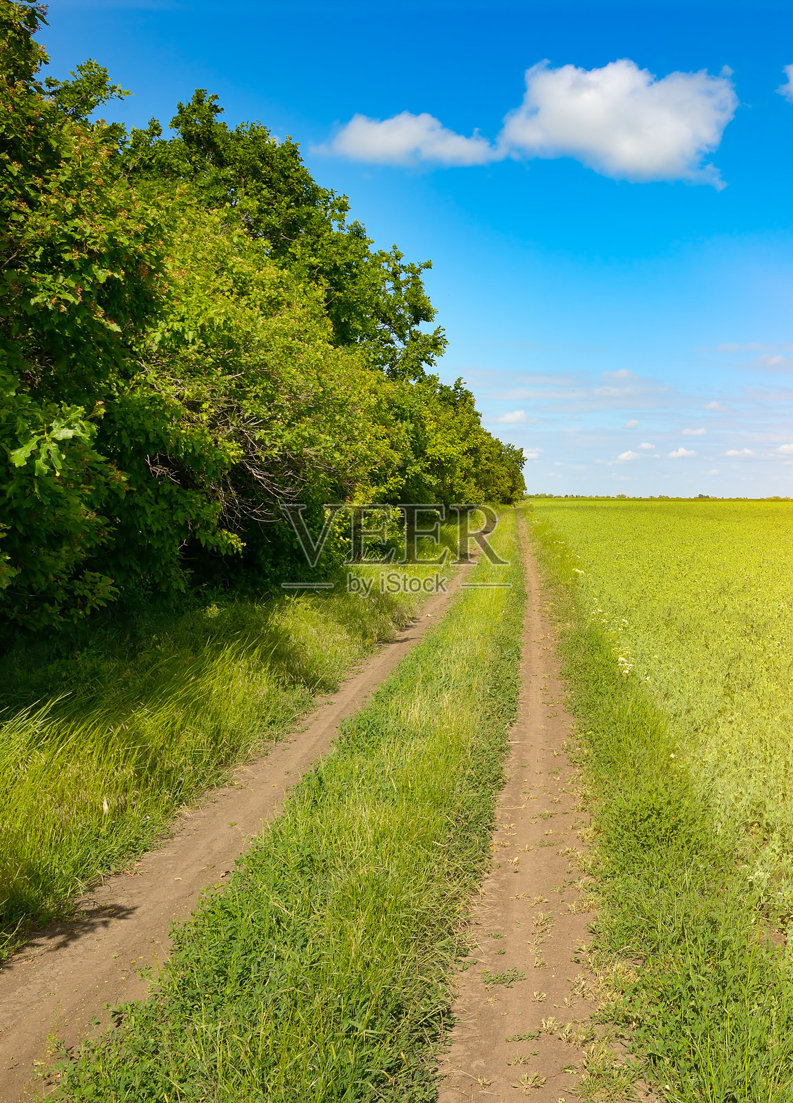 乡间小路穿过青翠的豌豆田，上方是白云蓝天。照片摄影图片