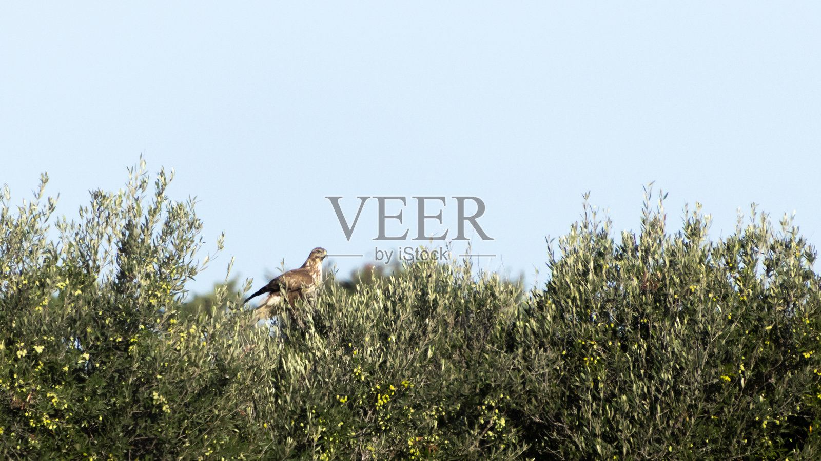 普通鵟 - Buteo buteo照片摄影图片