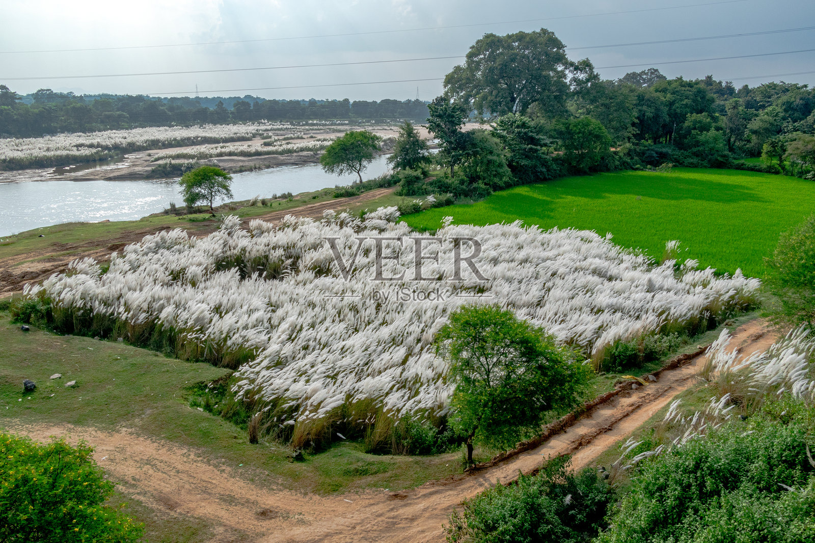 印度西孟加拉邦的卡什花与乡村风景照片摄影图片