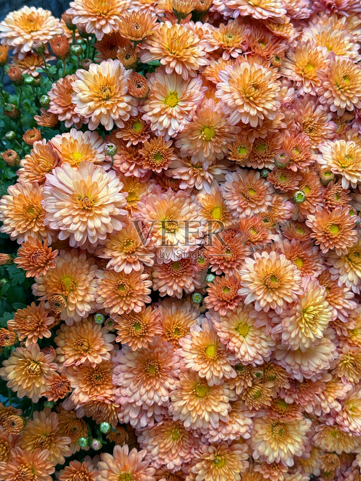 花园菊花花坛。照片摄影图片