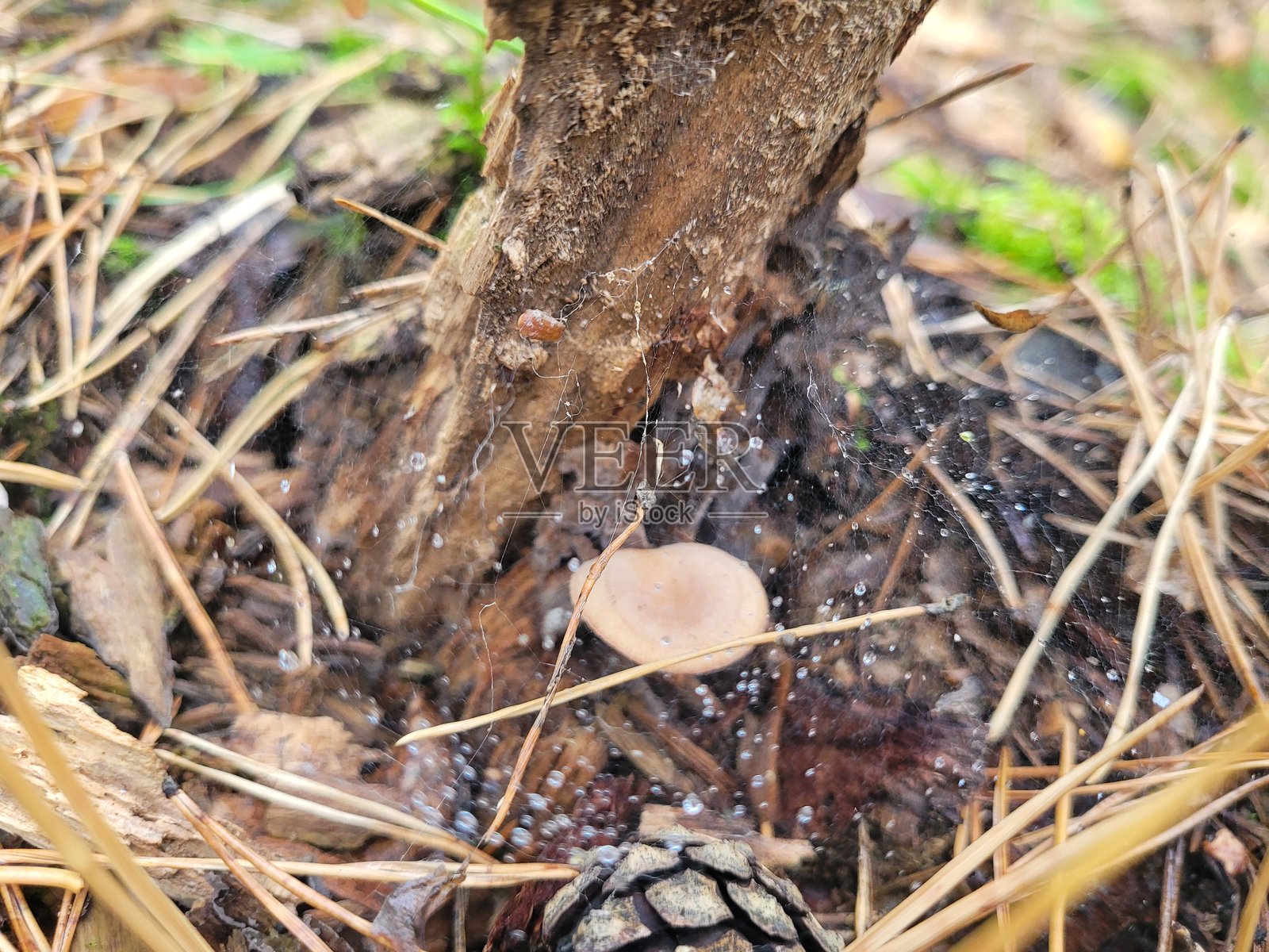 树上的蘑菇与网照片摄影图片