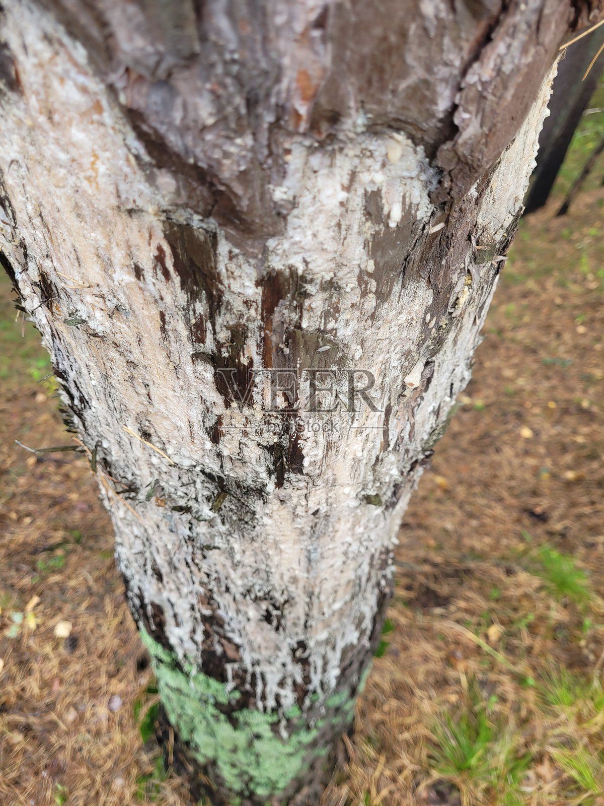 树皮：地衣、纹理和白色标记照片摄影图片