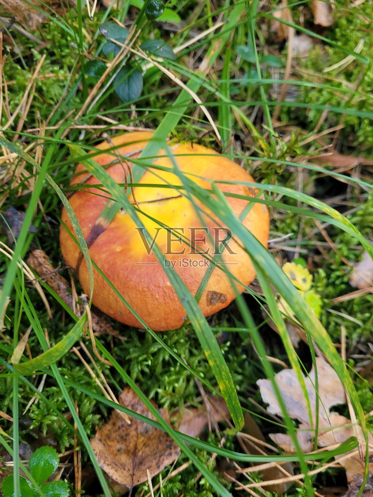 草地和苔藓中的黄橙色蘑菇照片摄影图片