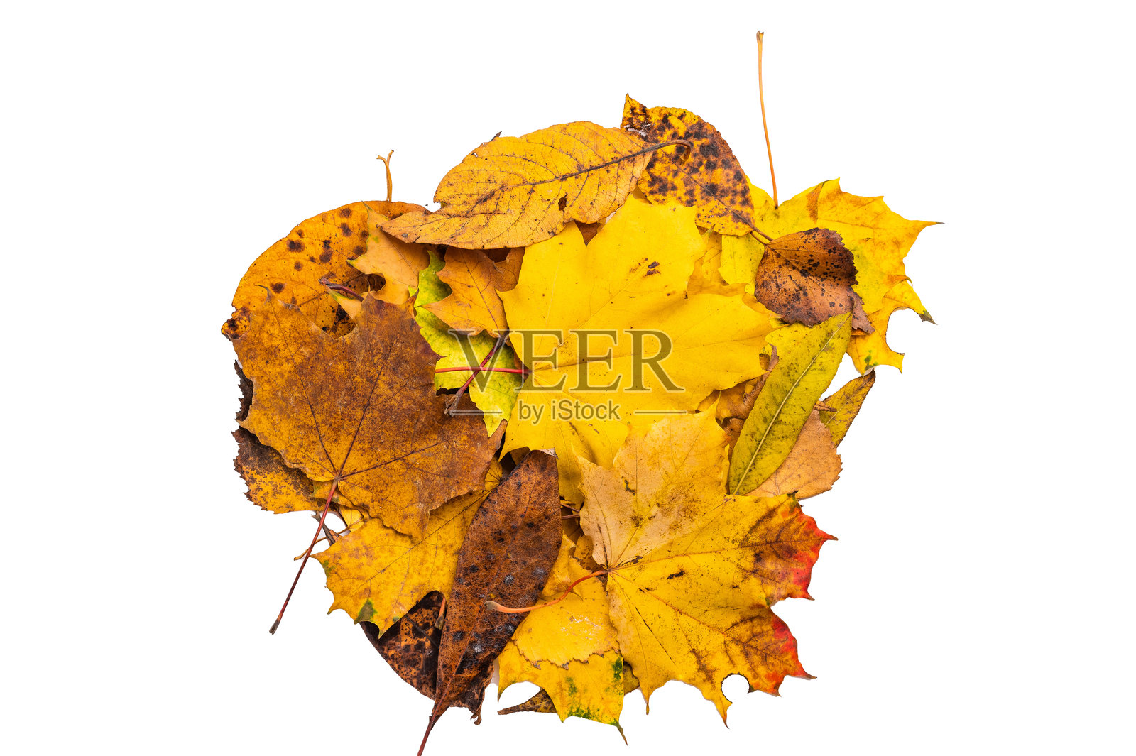 一堆黄红相间的秋叶，孤立在白色背景上照片摄影图片