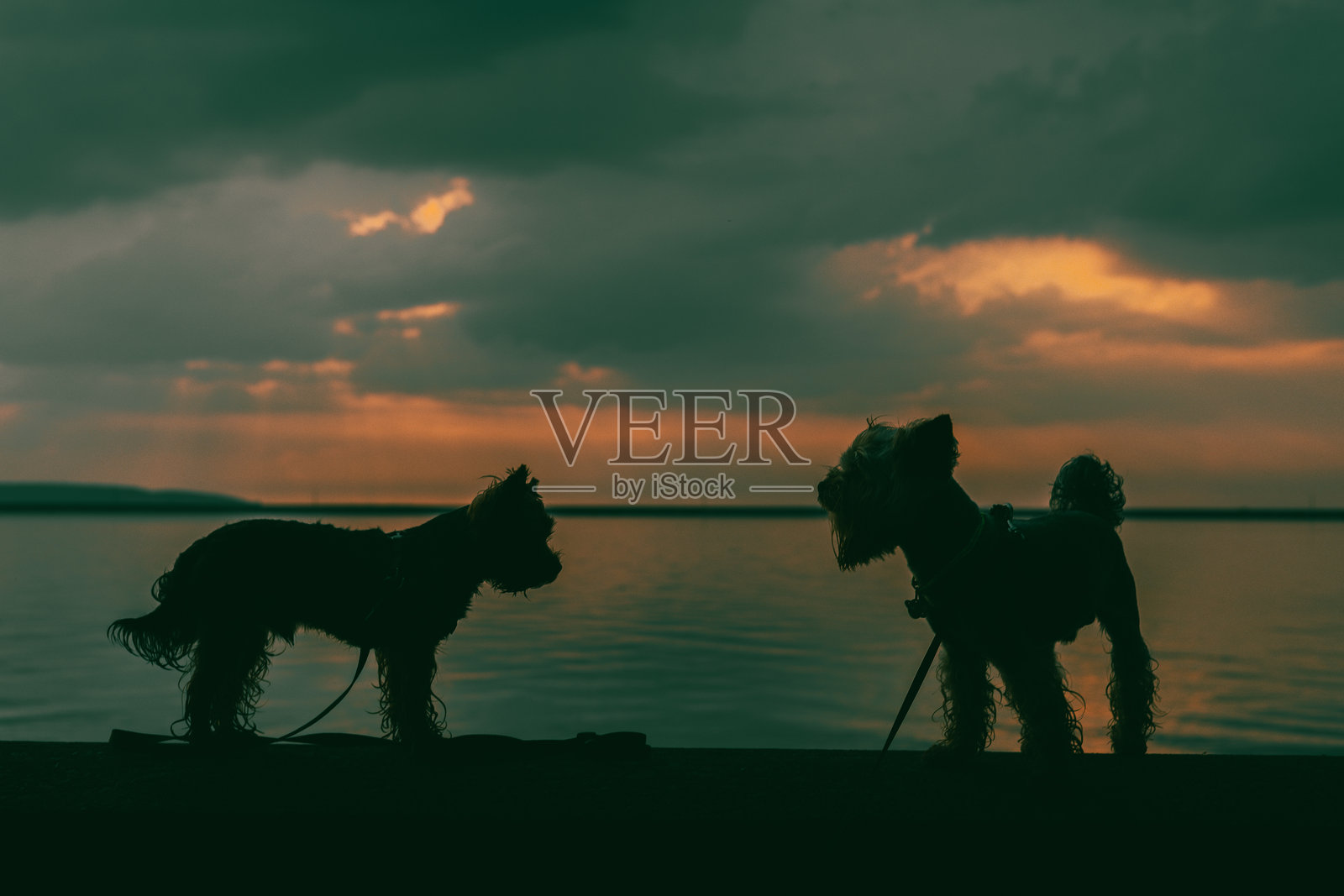 日落时分两只约克夏㹴的剪影。约克夏㹴的剪影在日落背景下，它们的形态被温暖的光线勾勒出来。狗狗并排站立，构成一幅温馨的画面。照片摄影图片