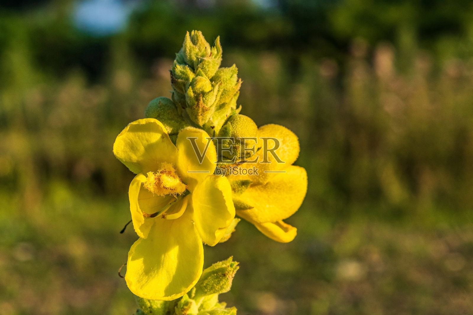 宏观照片，动物，自然 - 欧洲，东欧照片摄影图片