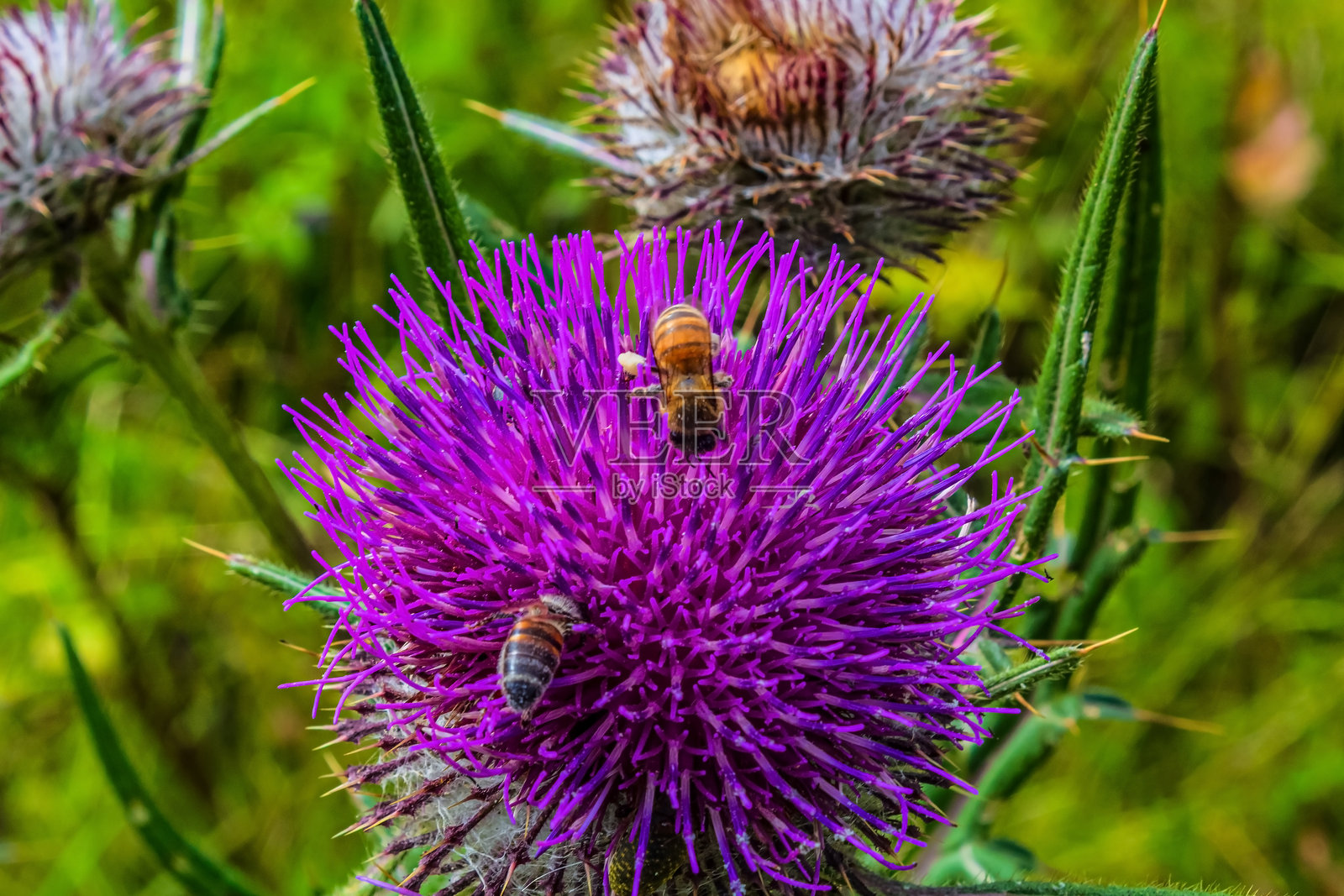 宏观照片，动物，自然 - 欧洲，东欧照片摄影图片