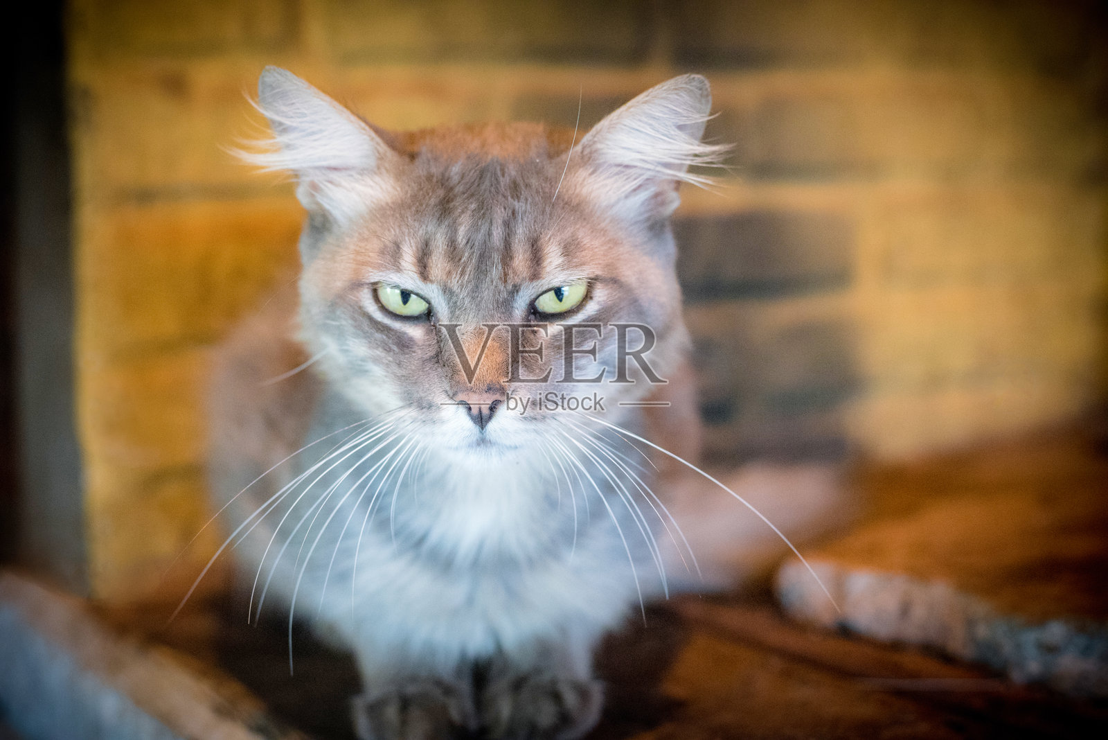 一只灰色的猫向前看照片摄影图片