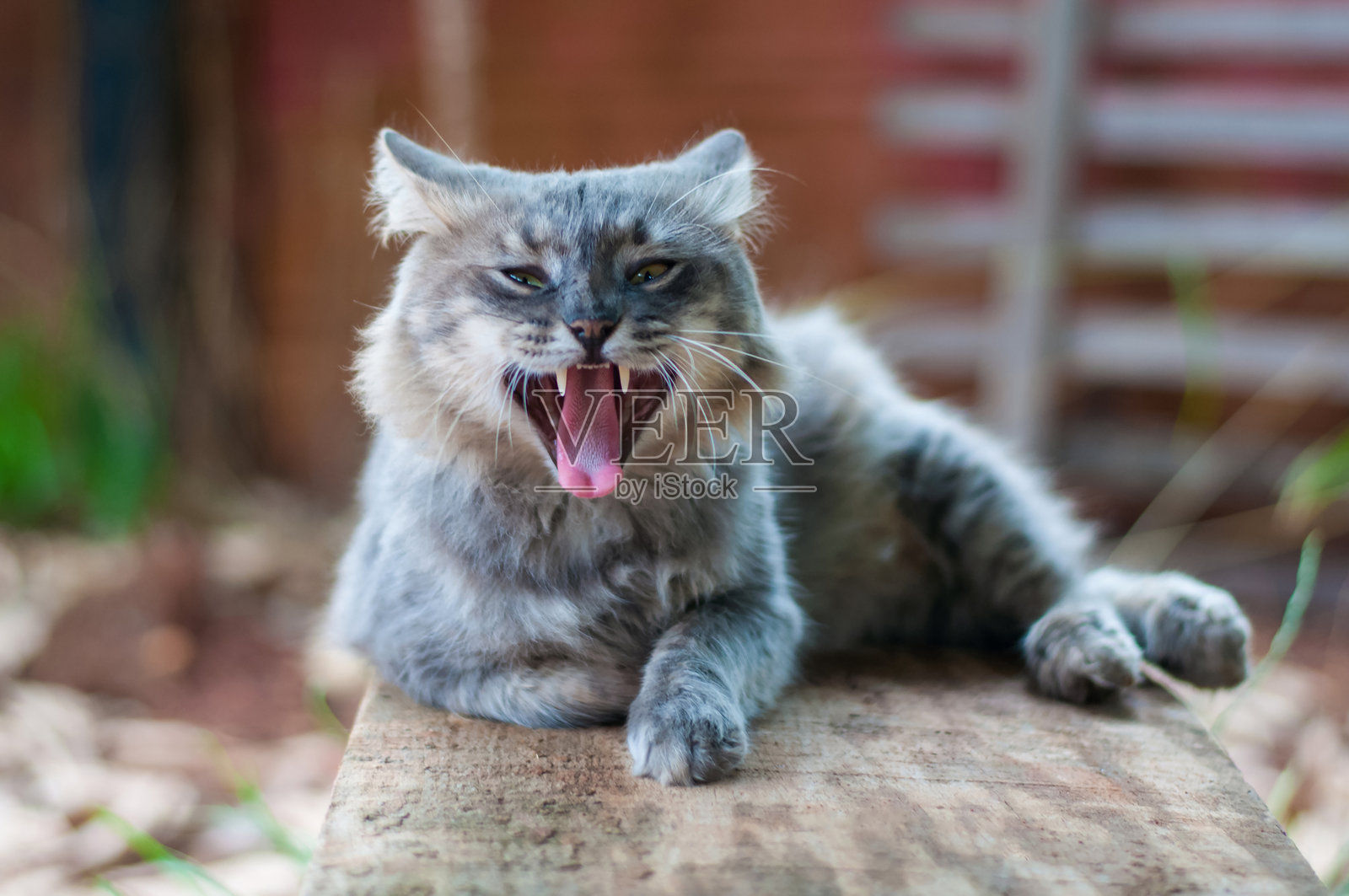 一只张开嘴巴的灰色猫咪照片摄影图片