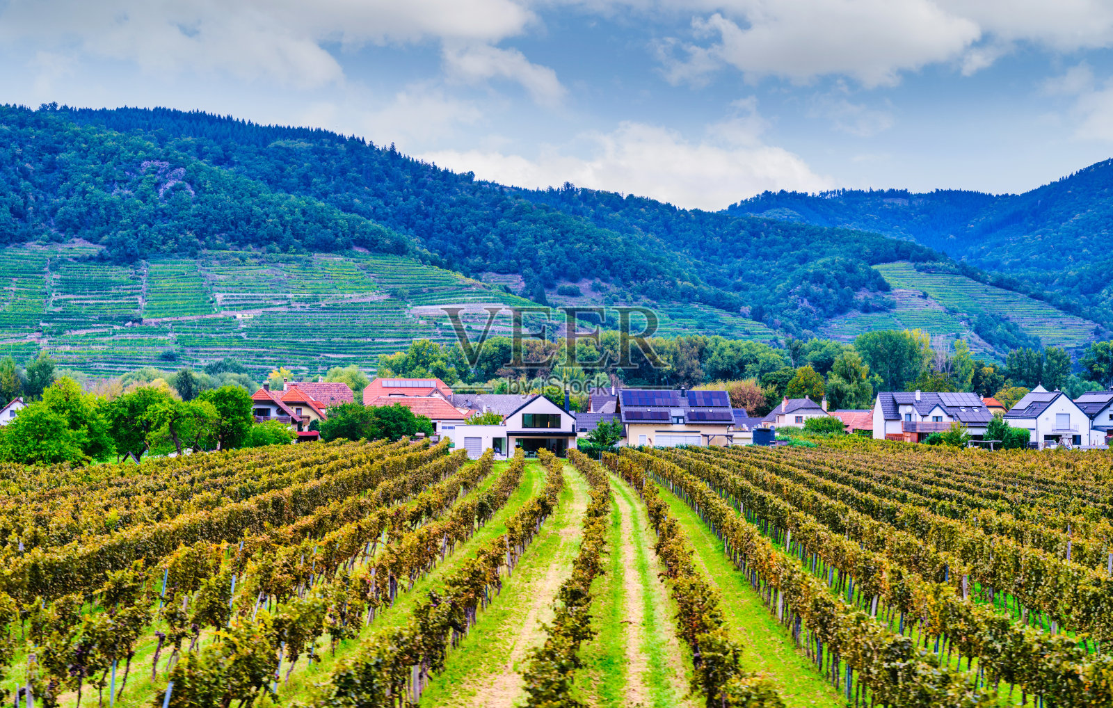 奥地利瓦豪河谷杜恩施泰因村，成排的葡萄藤蜿蜒至山峦照片摄影图片