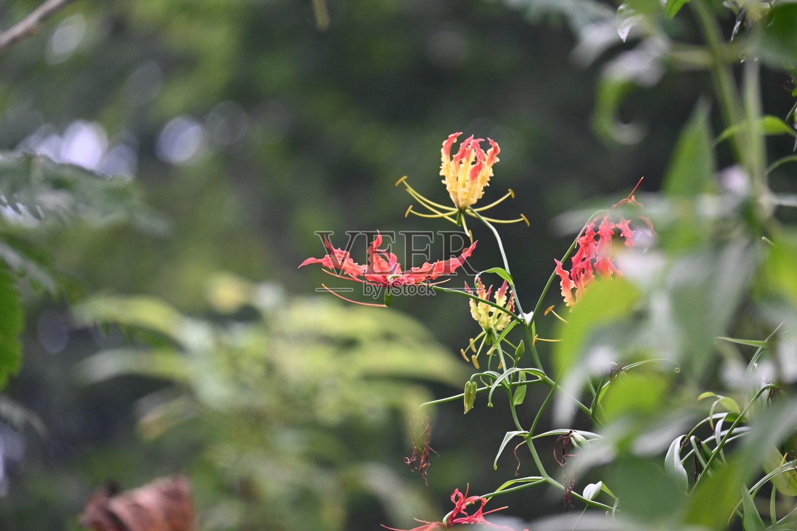 荣归花照片摄影图片