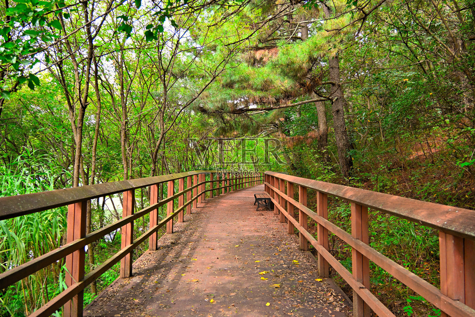 湖边的林间小道照片摄影图片