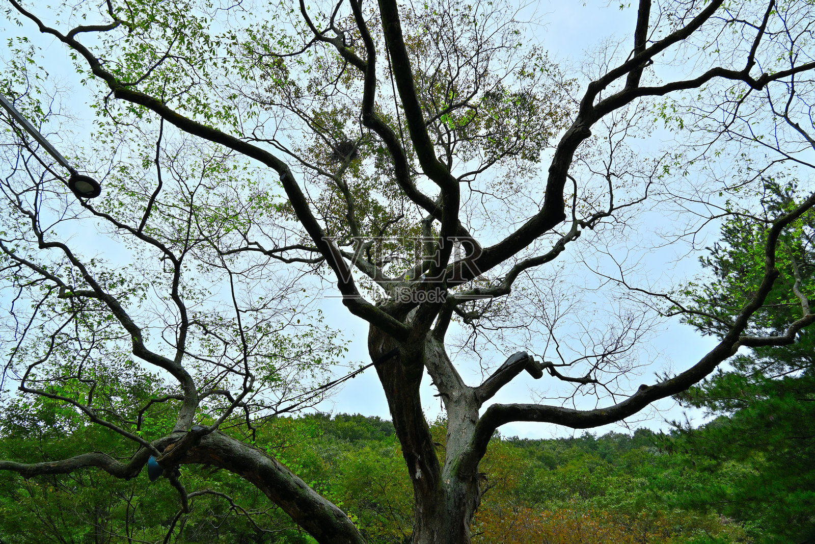 一棵枝繁叶茂的松树照片摄影图片