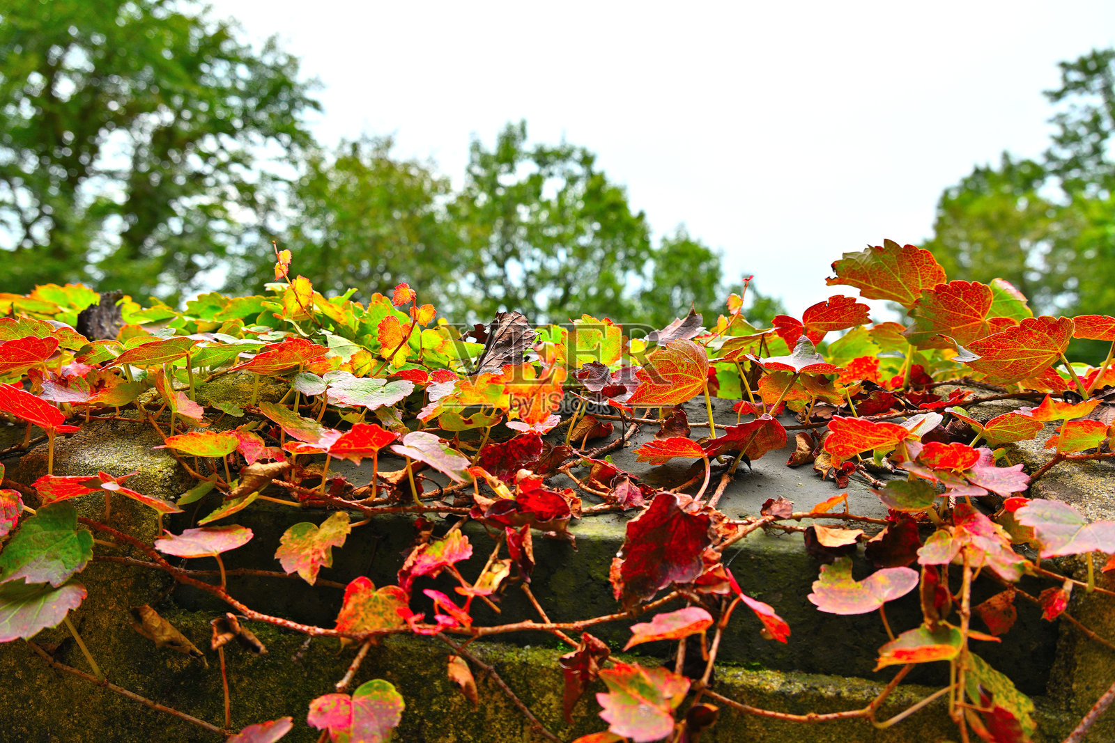 爬满石墙的野藤盛开了照片摄影图片