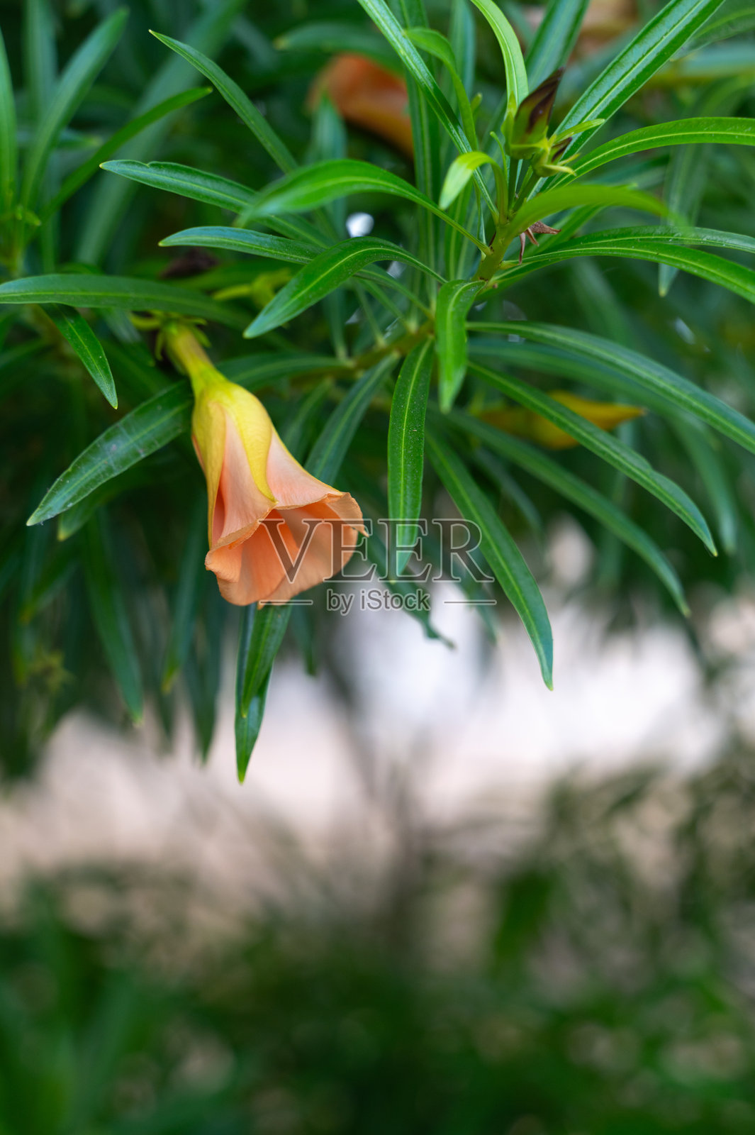 一片郁郁葱葱的绿色植物环绕着一朵娇嫩的橙色花朵，置身于美丽的景致中照片摄影图片