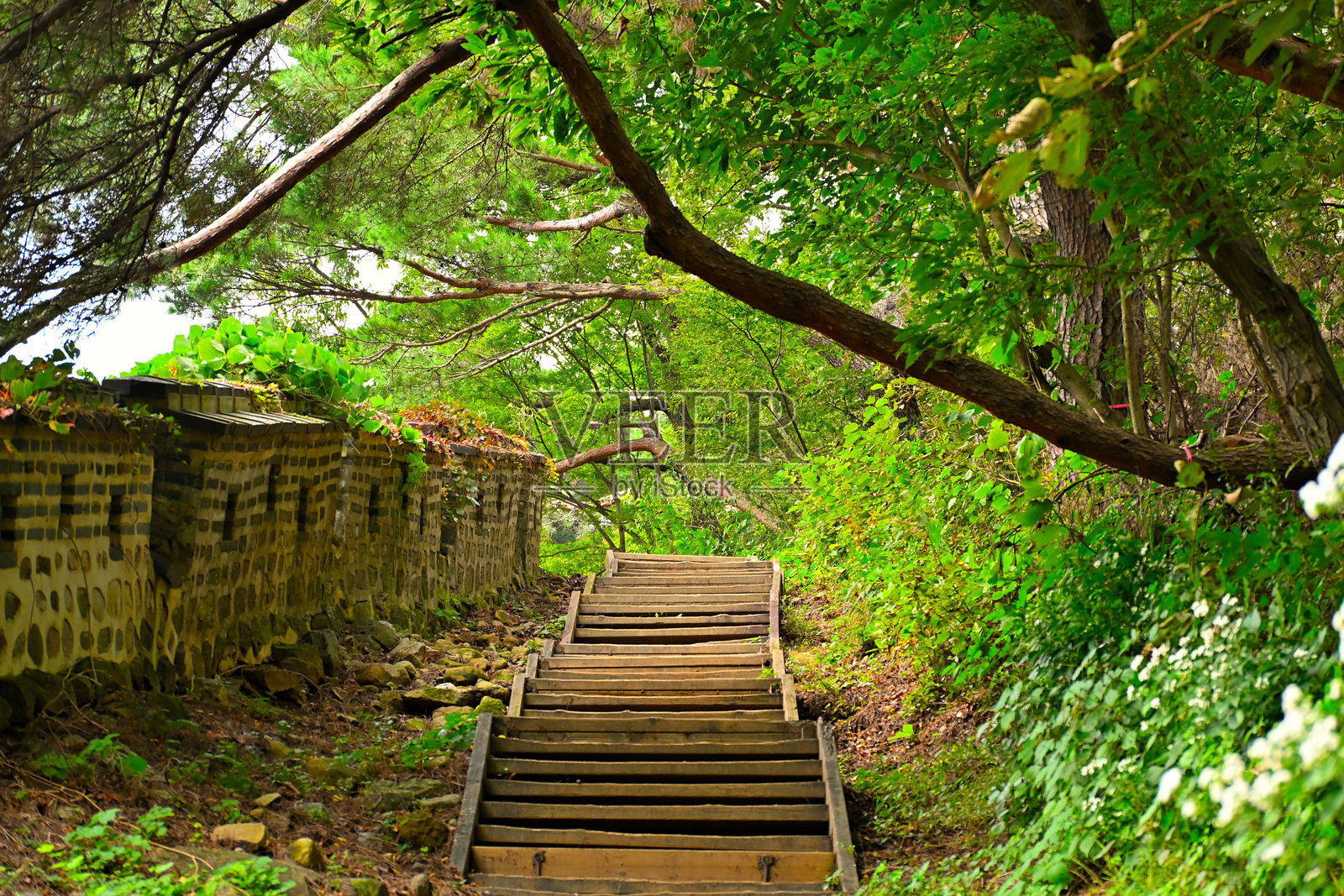 森林环绕的木制上山楼梯照片摄影图片