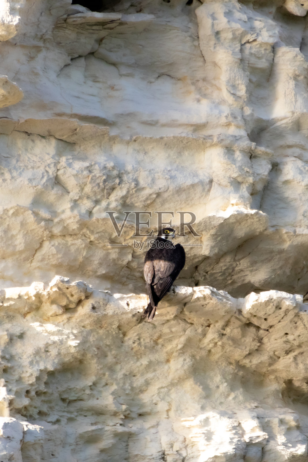 一只埃莱奥诺拉隼栖息在塞浦路斯的岩石悬崖上照片摄影图片