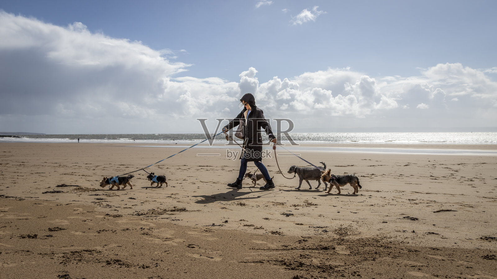 一位专业的女性遛狗师，在阳光明媚、风和日丽的日子里，带着五只狗在海滩上散步。照片摄影图片