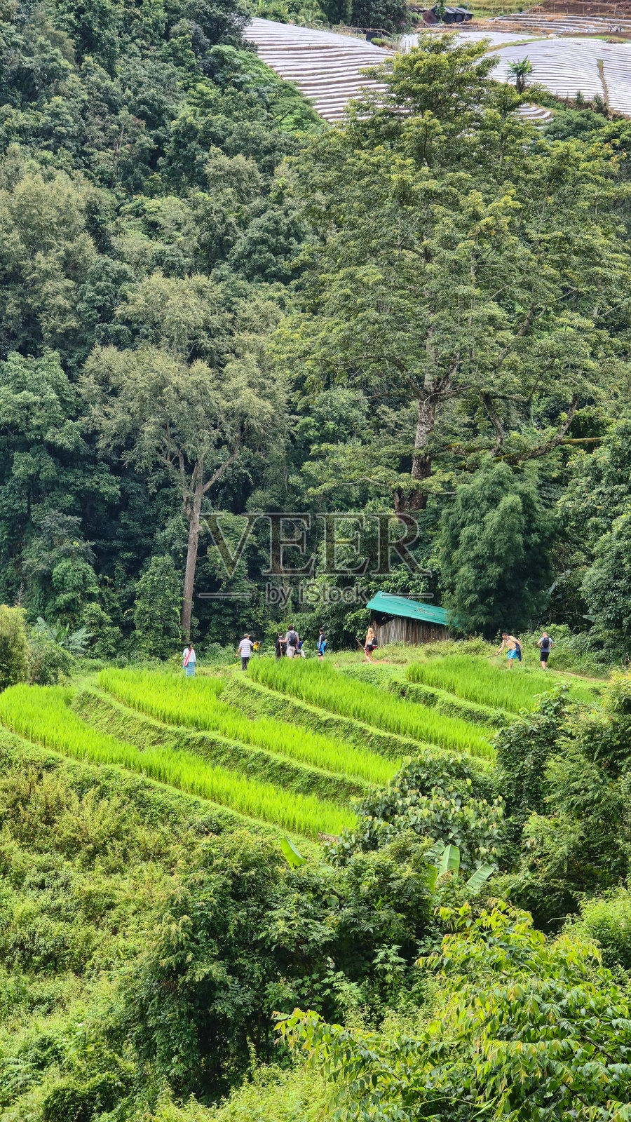 令人惊叹的青翠梯田，坐落在清迈风景如画的森林山丘之间照片摄影图片