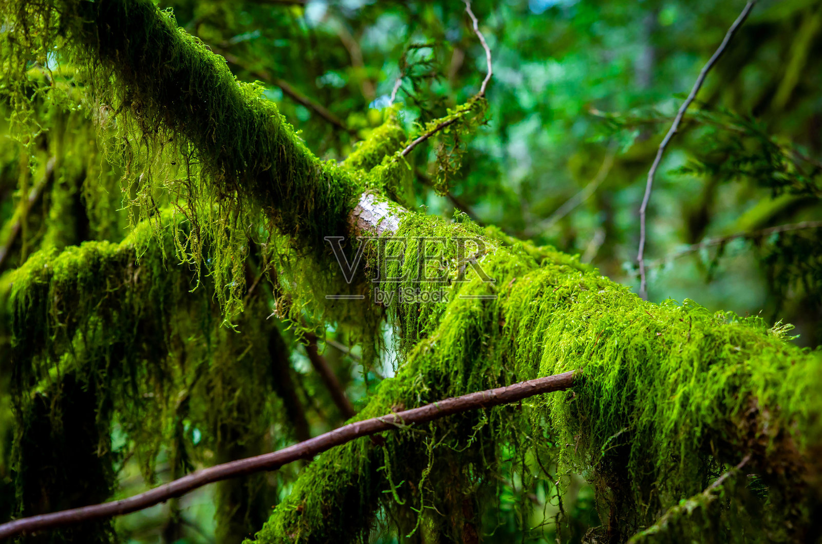 华莱士瀑布郁郁葱葱的绿色苔藓森林照片摄影图片