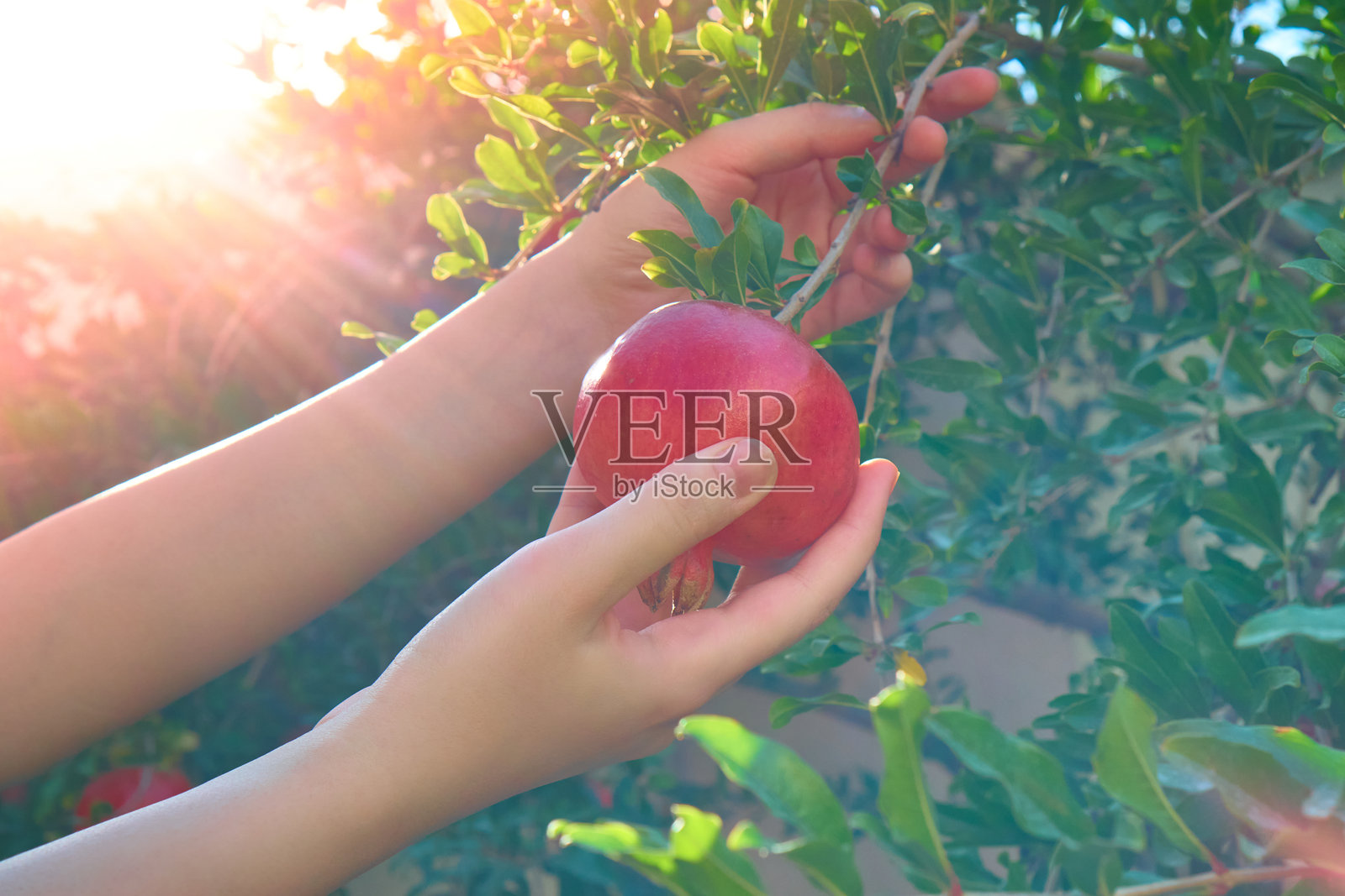 一位女士在金色日落时分从树上采摘成熟的石榴。天然农产品概念。照片摄影图片