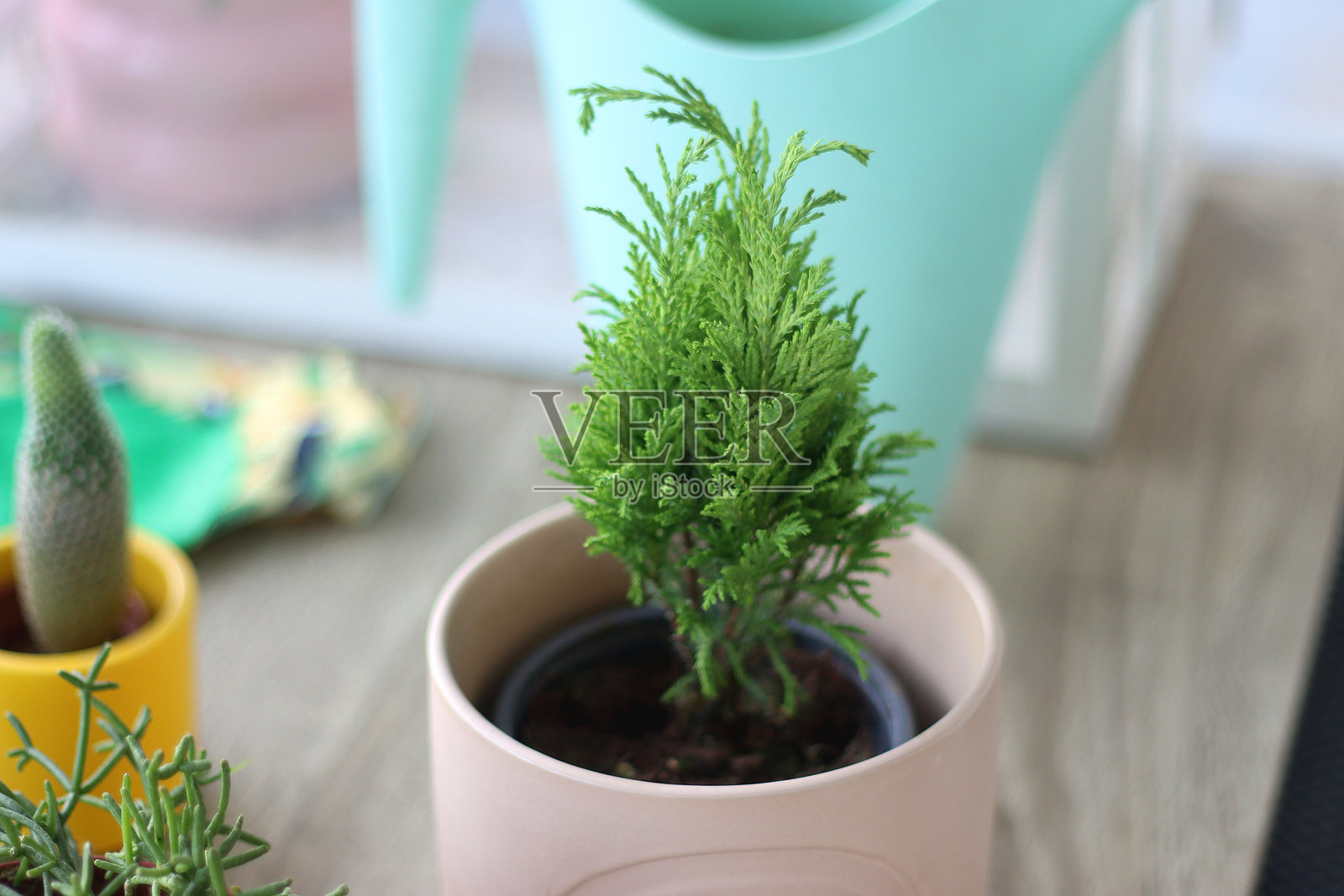 室内植物和园艺工具照片摄影图片
