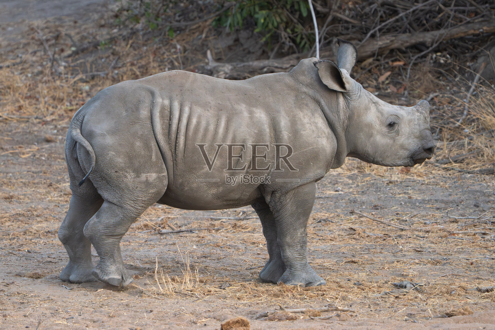 一头白犀牛幼崽站立着，在克鲁格国家公园（大区域）看向前方。照片摄影图片