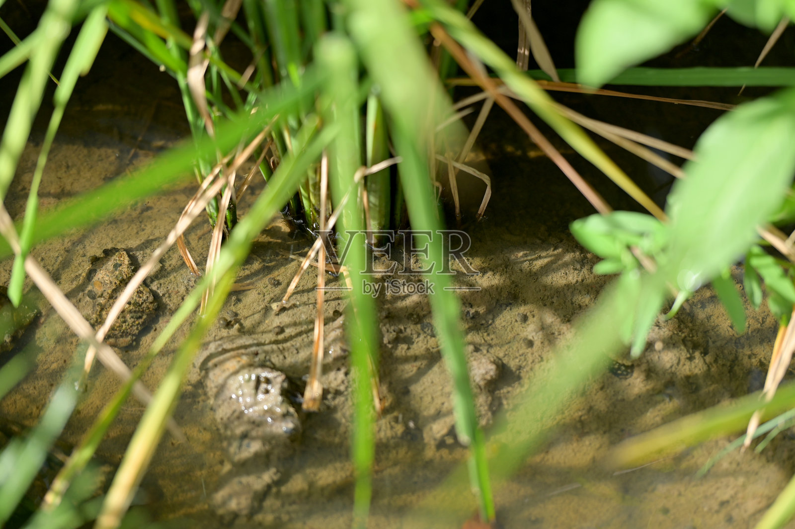 稻田及其生境的特写照片摄影图片