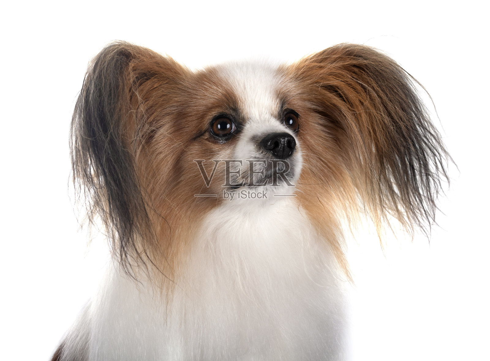 摄影棚里的蝴蝶犬照片摄影图片