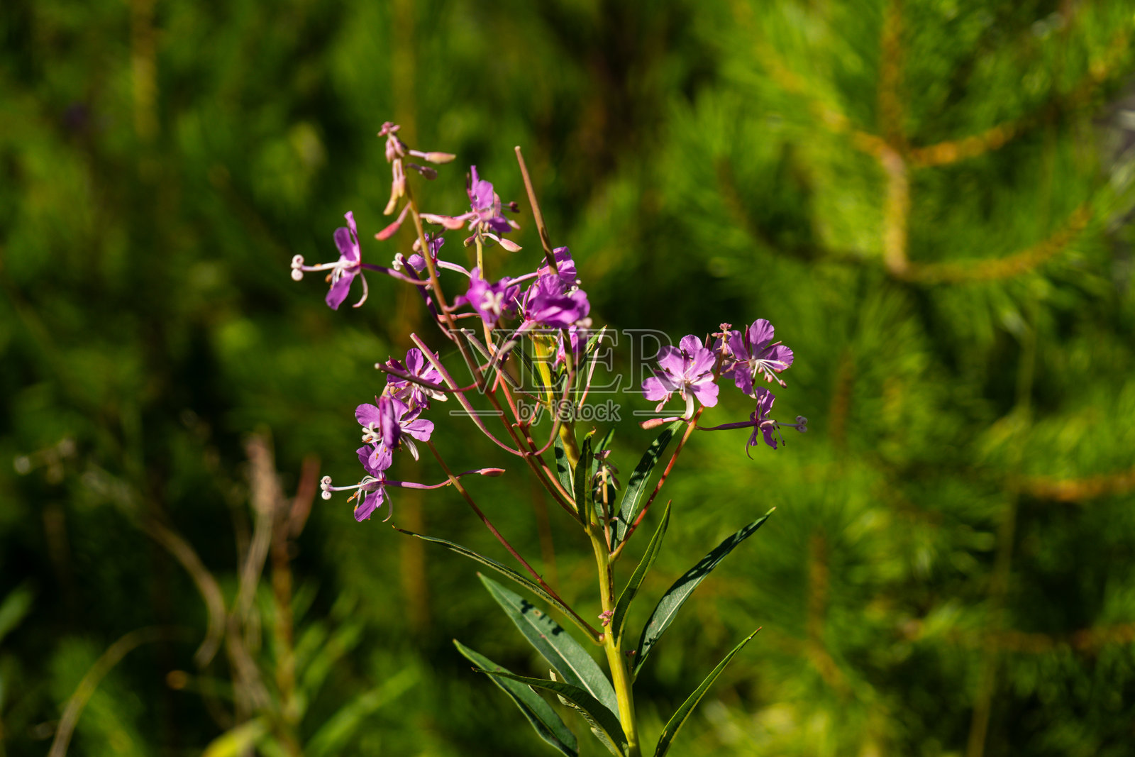 一片生长在郁郁葱葱的绿色森林中的紫色野花簇。照片摄影图片