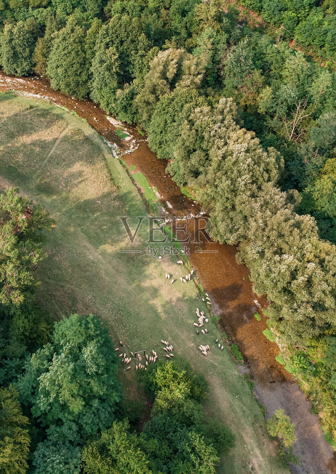 航拍画面：一群羊在河边肥沃的草地上吃草，河流蜿蜒穿过茂密的森林照片摄影图片