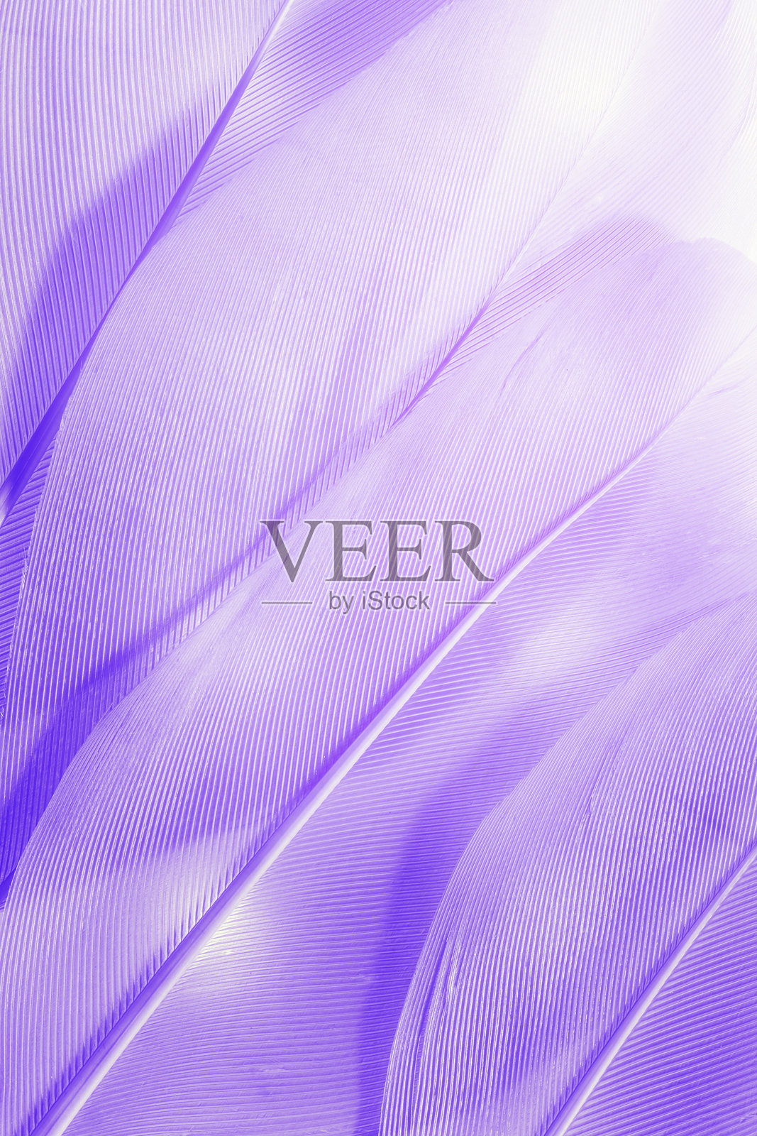 鸟羽毛的唯美自然特写图案，带有阳光，自然纹理背景，壁纸，背景，设计理念。斜向单色渐变紫罗兰色。极简柔和色调。照片摄影图片