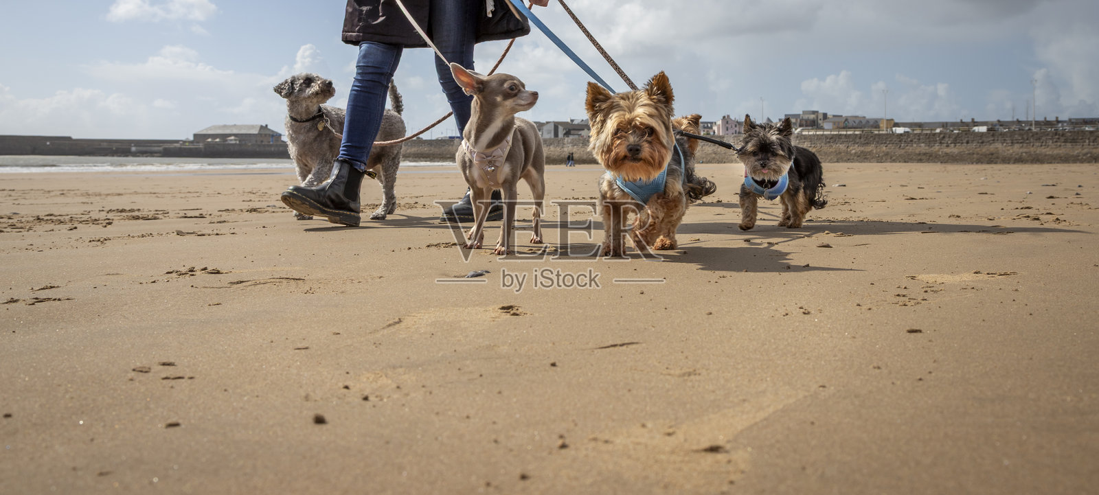 一位专业的女性遛狗师，在阳光明媚、风和日丽的日子里，带着五只狗在海滩上散步照片摄影图片